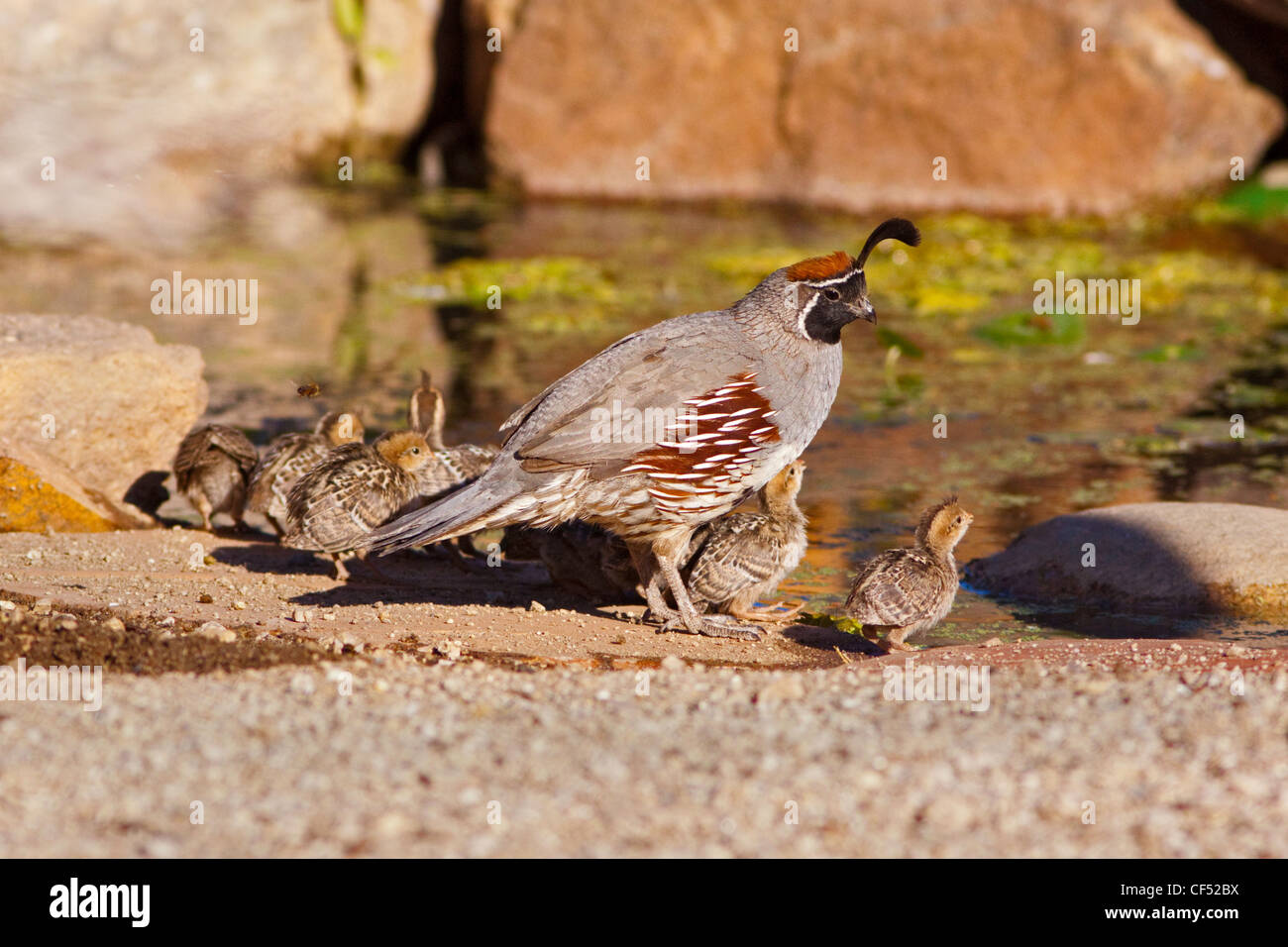 Die Gambels Wachteln Art Gambelii Tucson, Pima County, Arizona, USA 23 kann Männchen & Jungvögel zu trinken. Stockfoto