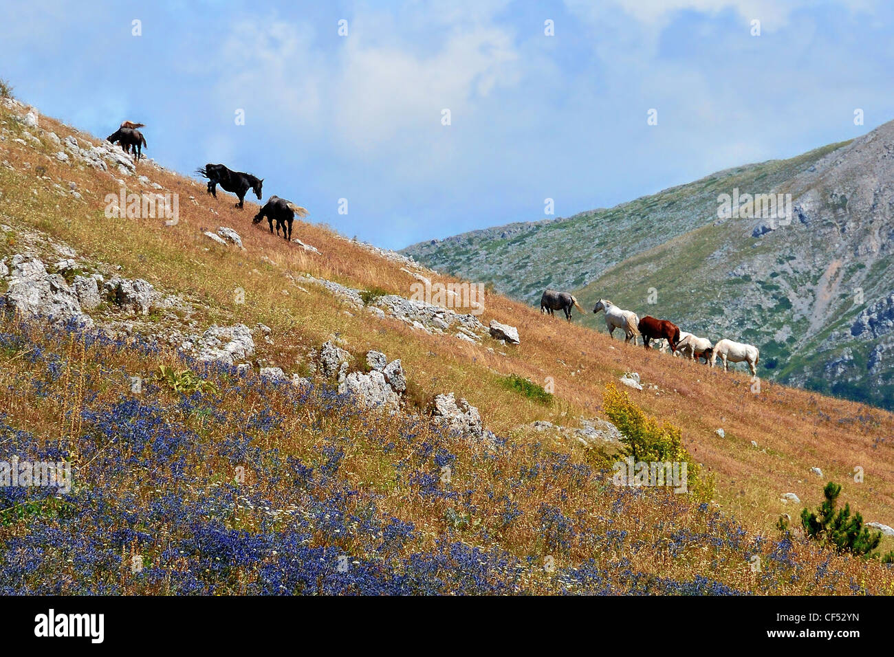 Italia Italien Italie Abruzzen Pescasseroli Monte Forcella Pferde frei Chevaux Libre Montagna Berg mont Park parque Stockfoto