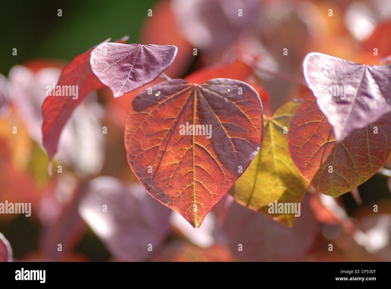 Nahaufnahme von roten Blätter an einem Baum Stockfoto