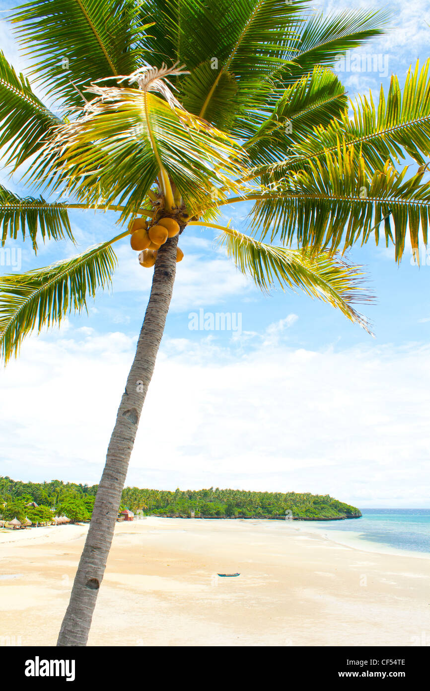 Sonnig, mit Blick auf einen unberührten Sonne herrlich sonnigen Strand Palme Stockfoto