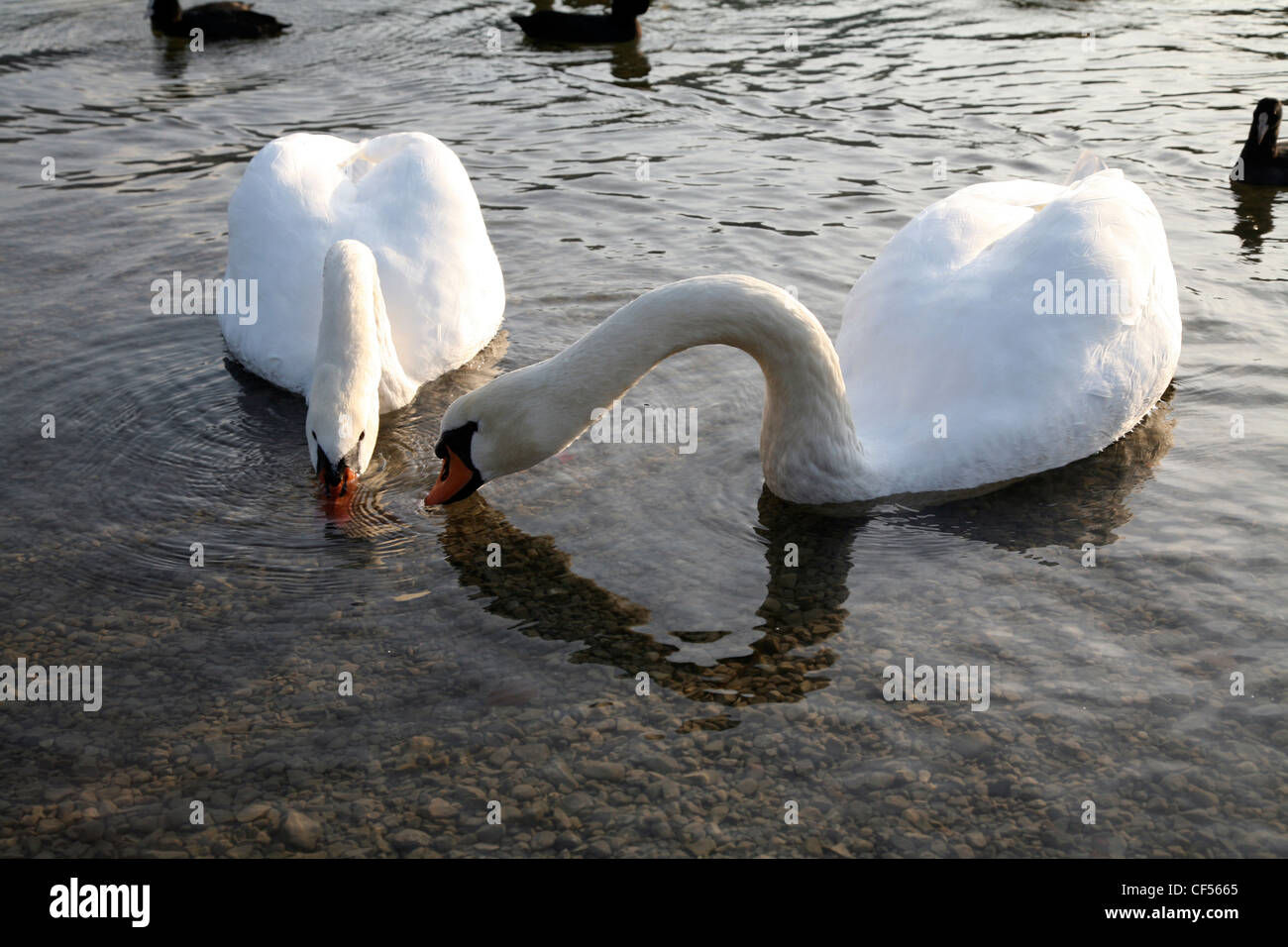 Schwan im See im bayrischen Dorf von Schliersee in den Bayerischen Alpen; Deutschland; Europa Stockfoto