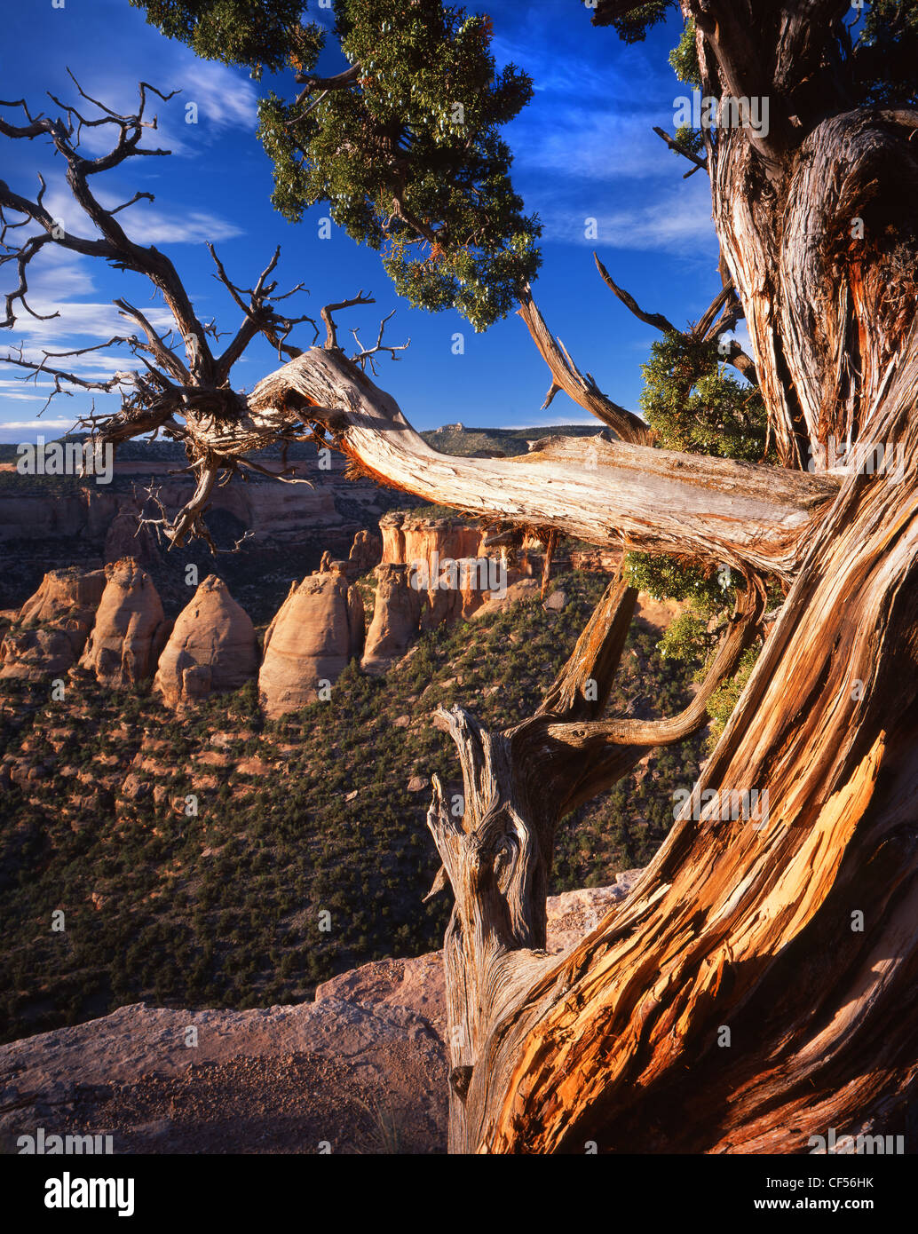 Koksöfen umrahmt von alten Kiefer entlang Rim Road bei Sonnenaufgang in Colorado National Monument in der Nähe von Grand Junction, Colorado Stockfoto