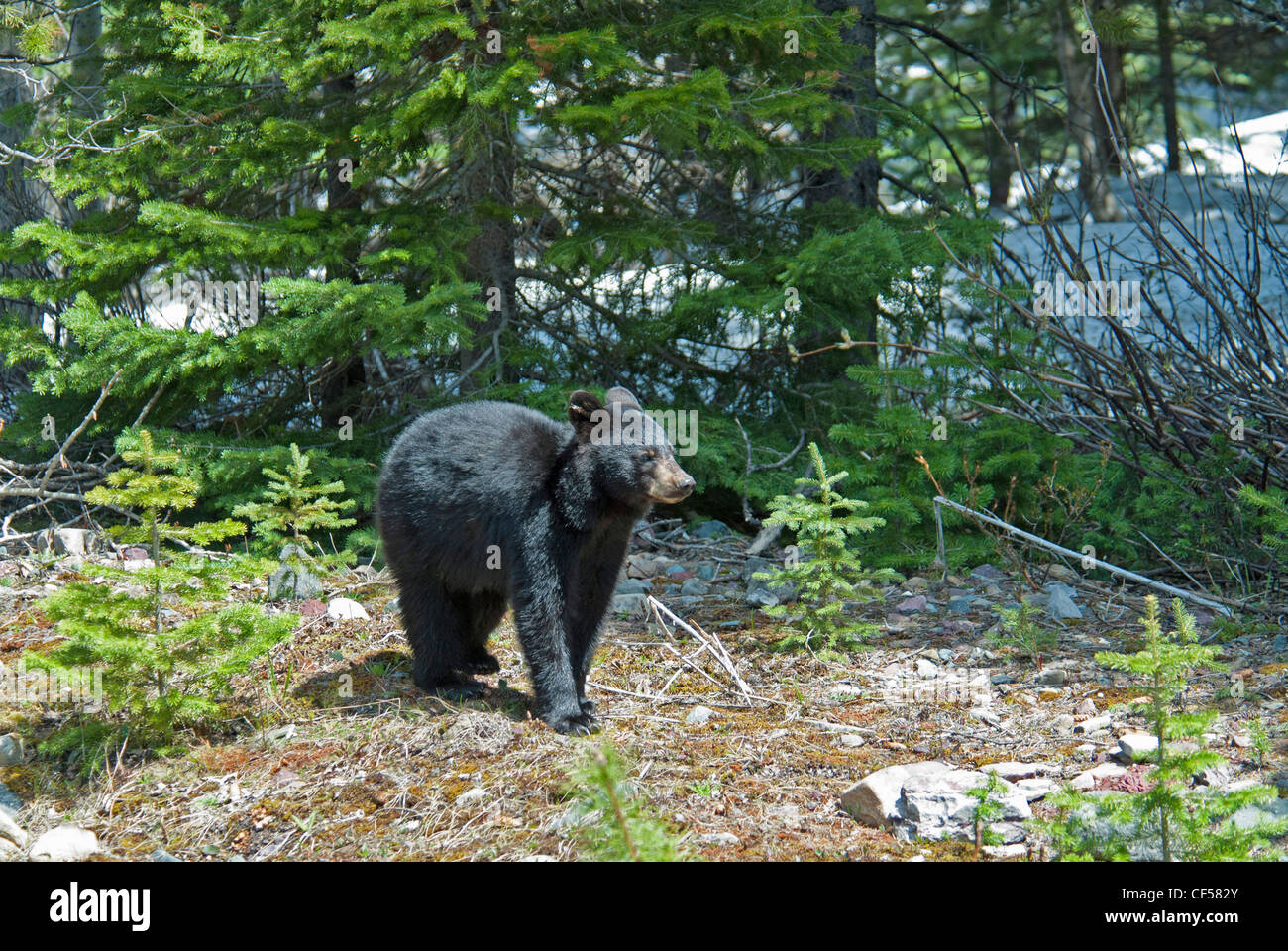 Waterton Lakes NP Black Bear Cub Ursus Americanus in diesem UNESCO World Heritage Site Abend Licht glitzerte auf schwarzes Fell Stockfoto