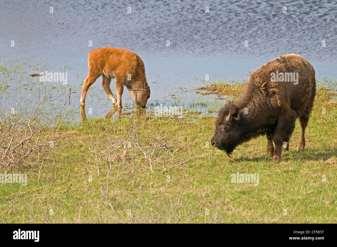 Waterton NP Plains Bisons Bos Bison Kalb und erwachsenes Weibchen am Wasser-Loch im Waterton Lakes National Park ein UNESCO-Weltkulturerbe Stockfoto