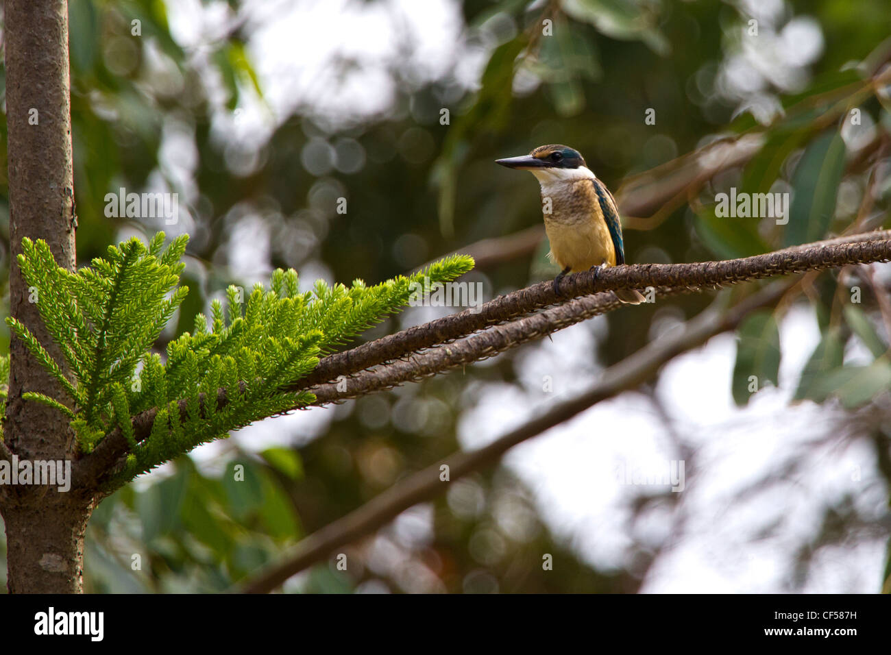 Heiliges Kingfisher. Todramphus sanctus Stockfoto