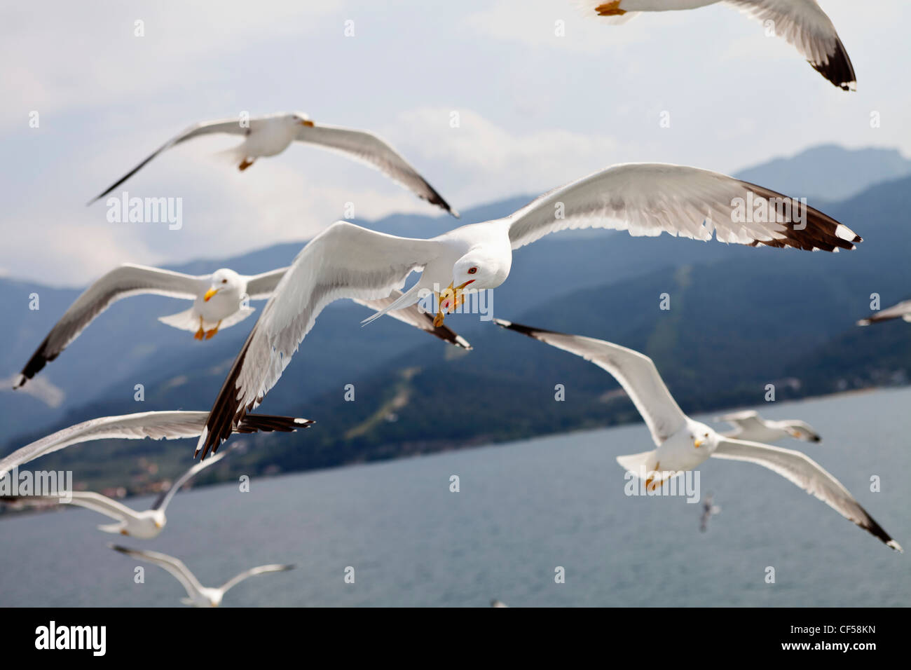 Vögel, Möwen, im Flug, Scharen von Möwen auf der griechischen Insel Thasos. Stockfoto