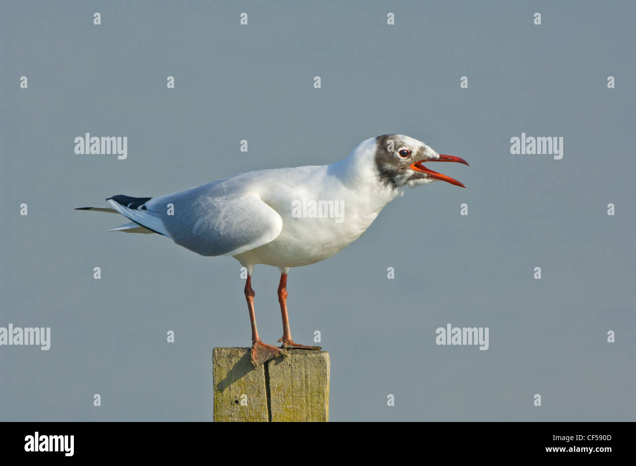 Black-Headed Gull Larus Ridibundus - Hampshire UK Stockfoto