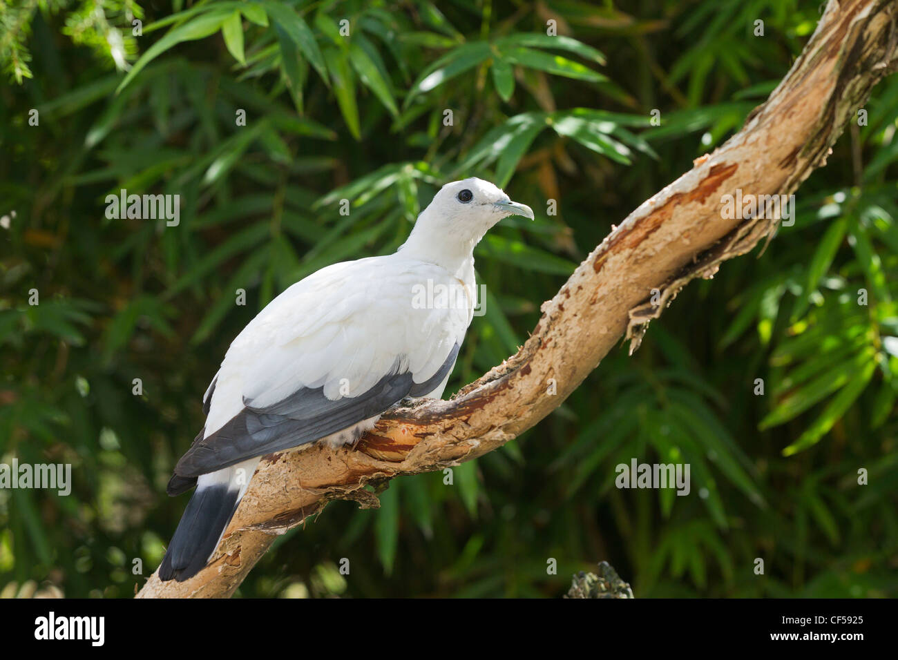 Torres-Strait Imperial Taube. Ducula spilorrhoa Stockfoto