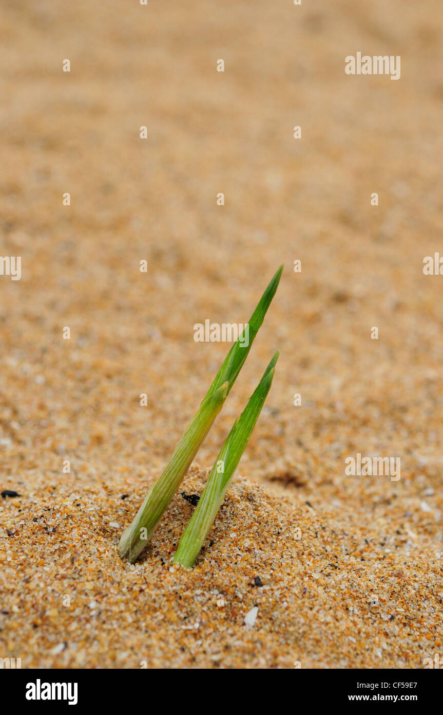 Europäische Dünengebieten Grass oder Strandhafer (Ammophila Arenaria) Stockfoto