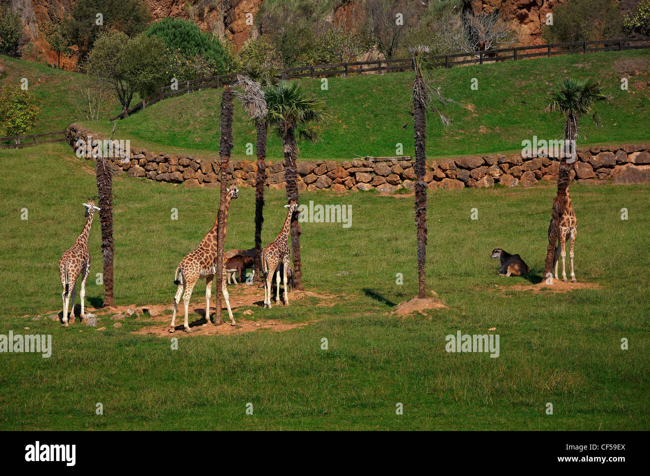 Giraffen Kratzen auf Palm trees Cabarceno Naturpark, Kantabrien, Spanien, Europa, EU Stockfoto