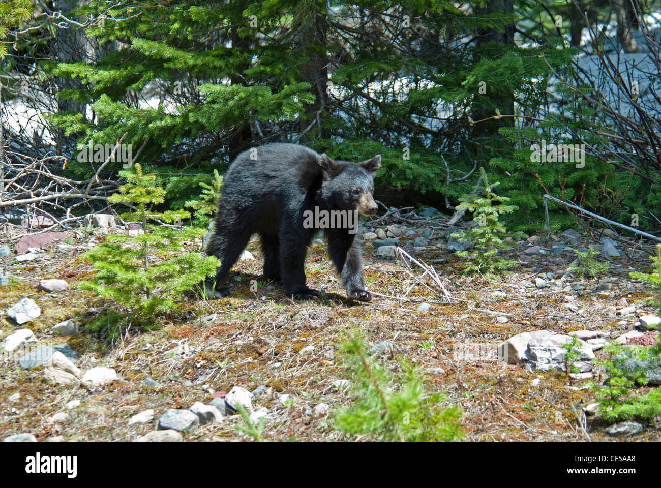 Kanada, Alberta, Waterton Lakes NP, Nahrungssuche Black Bear Cub Ursus Americanus in das UNESCO-Weltkulturerbe, Stockfoto