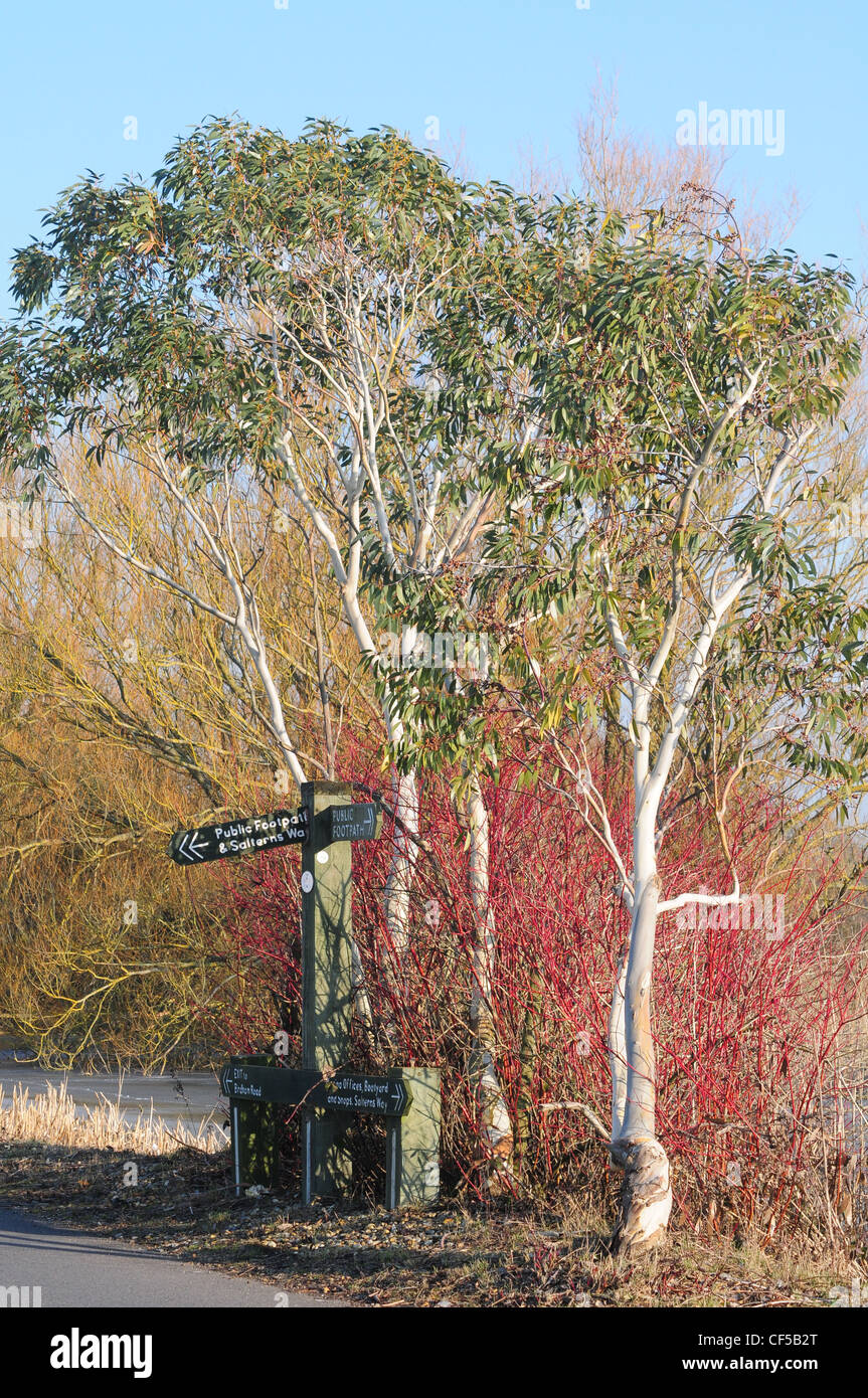 Zeichen für den öffentlichen Fußweg und der Saltern Weg, Chichester Marina. Eukalyptus Baum und rot bellte Hartriegel. Februar. Stockfoto