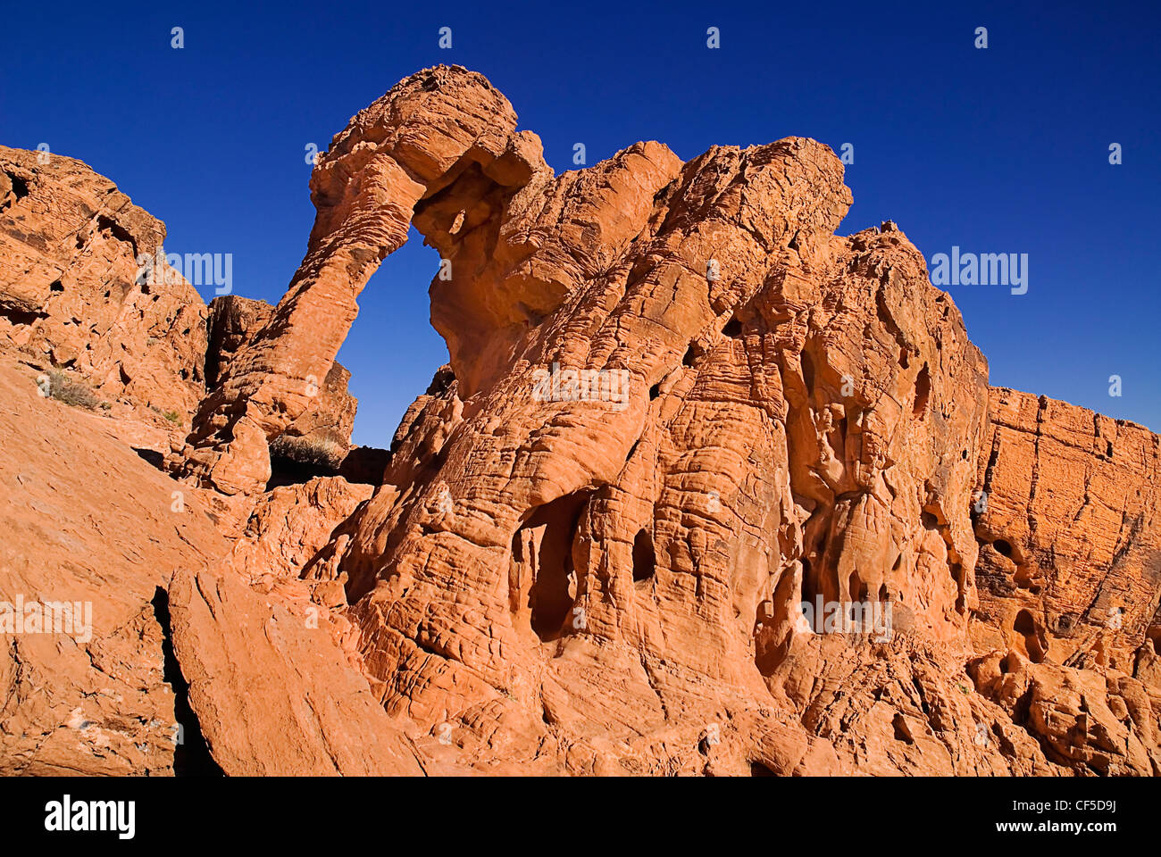 USA, Nevada, Blick auf Elefanten geformte Felsen in Feuers Staatspark Stockfoto