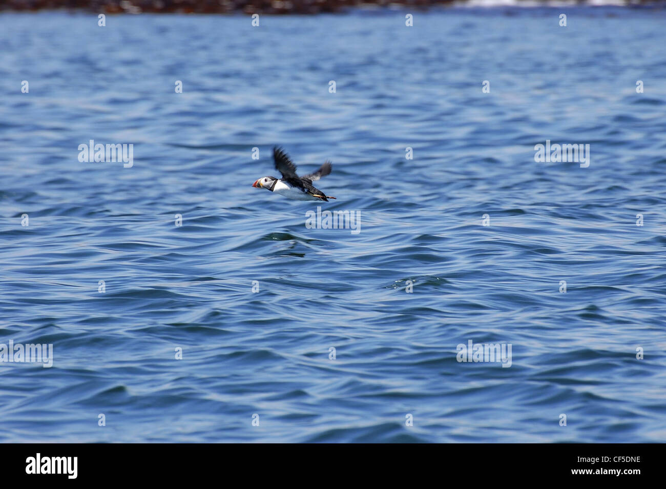 Farne Islands Papageientaucher fliegen direkt über dem Meer Stockfoto