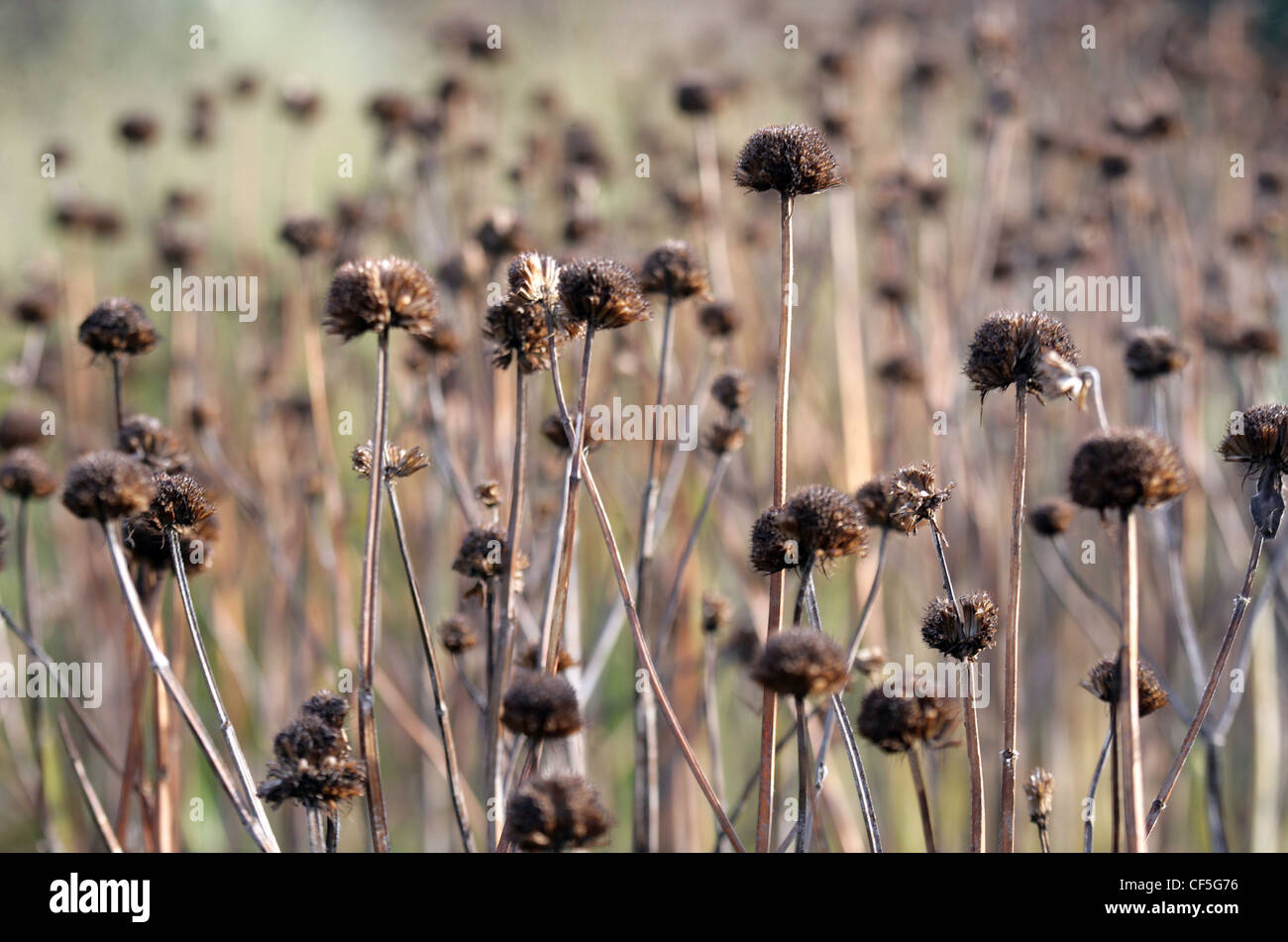 Schaffung von Lebensräumen Samenköpfe Bergamotte Blumen kommt Vögel Stockfoto