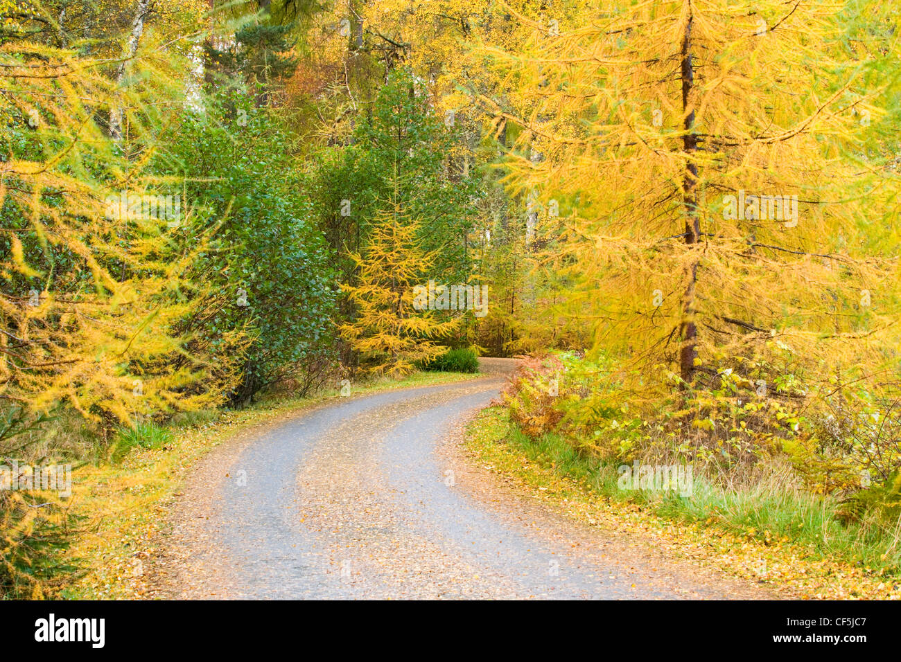 Herbstfarben auf Anzeigen von Bäumen beiderseits einer kurvenreichen Straße in die Cairngorms. Stockfoto