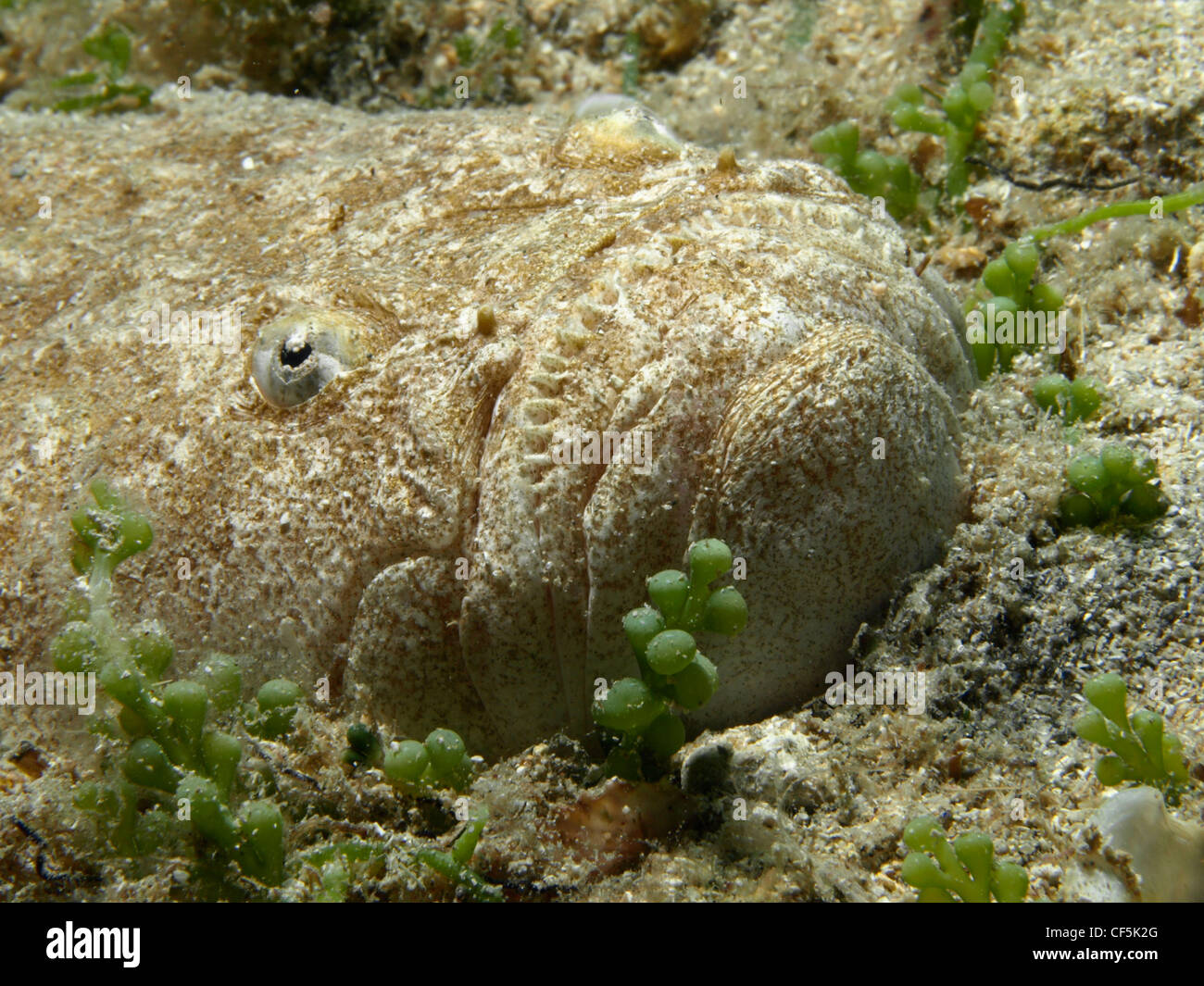 Uranoscopus Scaber (Ratte Fisch) in Benidorm (Spanien) Stockfoto