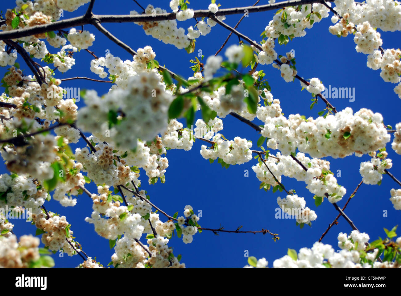 Nachschlagen in den blauen Himmel hinter Spring Blossom in Dublin. Stockfoto