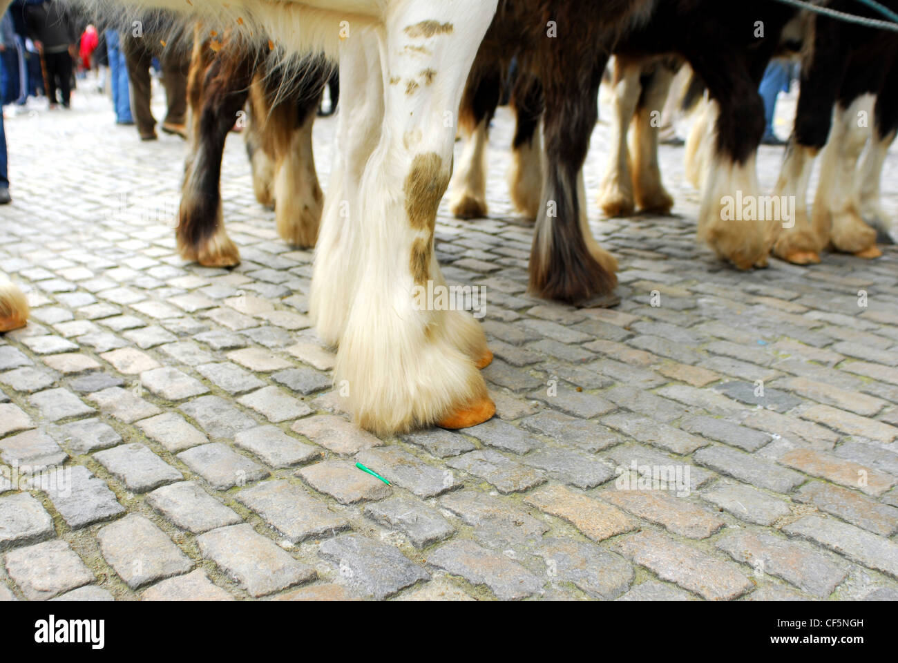 Eine Nahaufnahme von Pferde-Beine und Hufe bei Smithfield Pferdemarkt in Dublin. Stockfoto