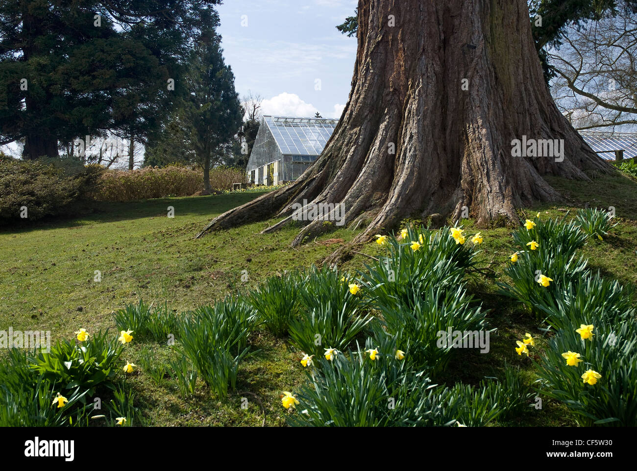 Narzissen blühen durch einen großen Baumstamm Leonardslee Gardens. Stockfoto