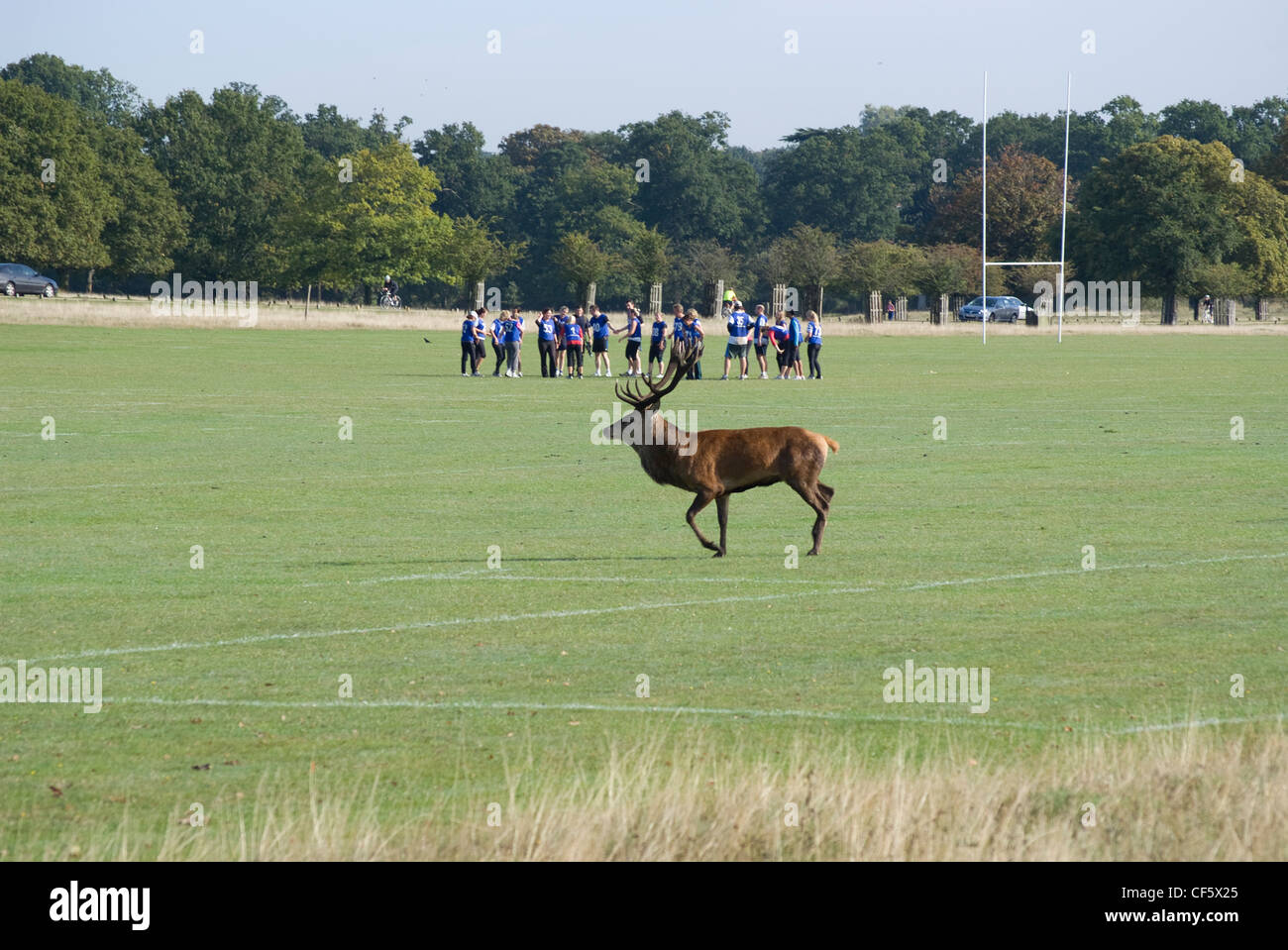 Ein roter Hirsch zu Fuß über eine Rugby-Spielfeld in Richmond Park während der Brunftzeit im Herbst. Richmond Park ist der größte Royal Stockfoto