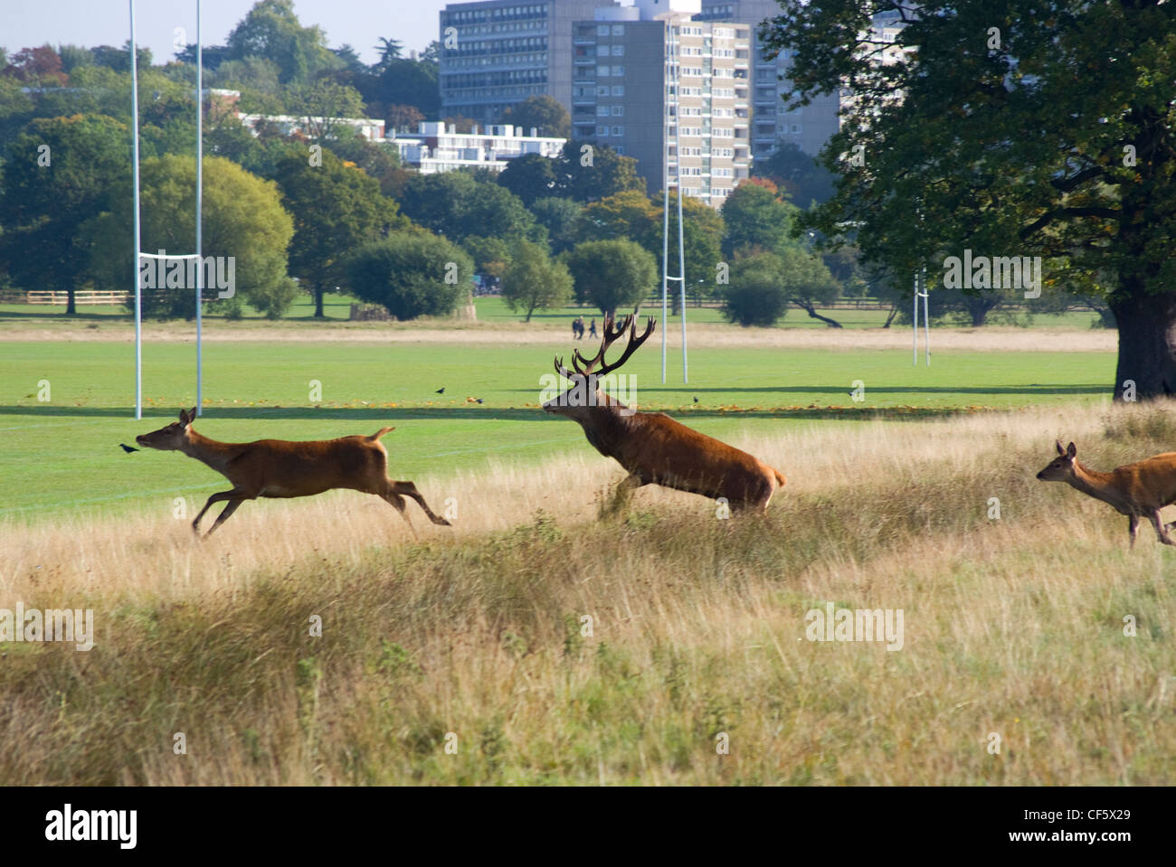 Ein Rothirsch und Hirschkühe im Richmond Park während der Brunftzeit im Herbst. Richmond Park ist der größte Royal Park in London und Stockfoto