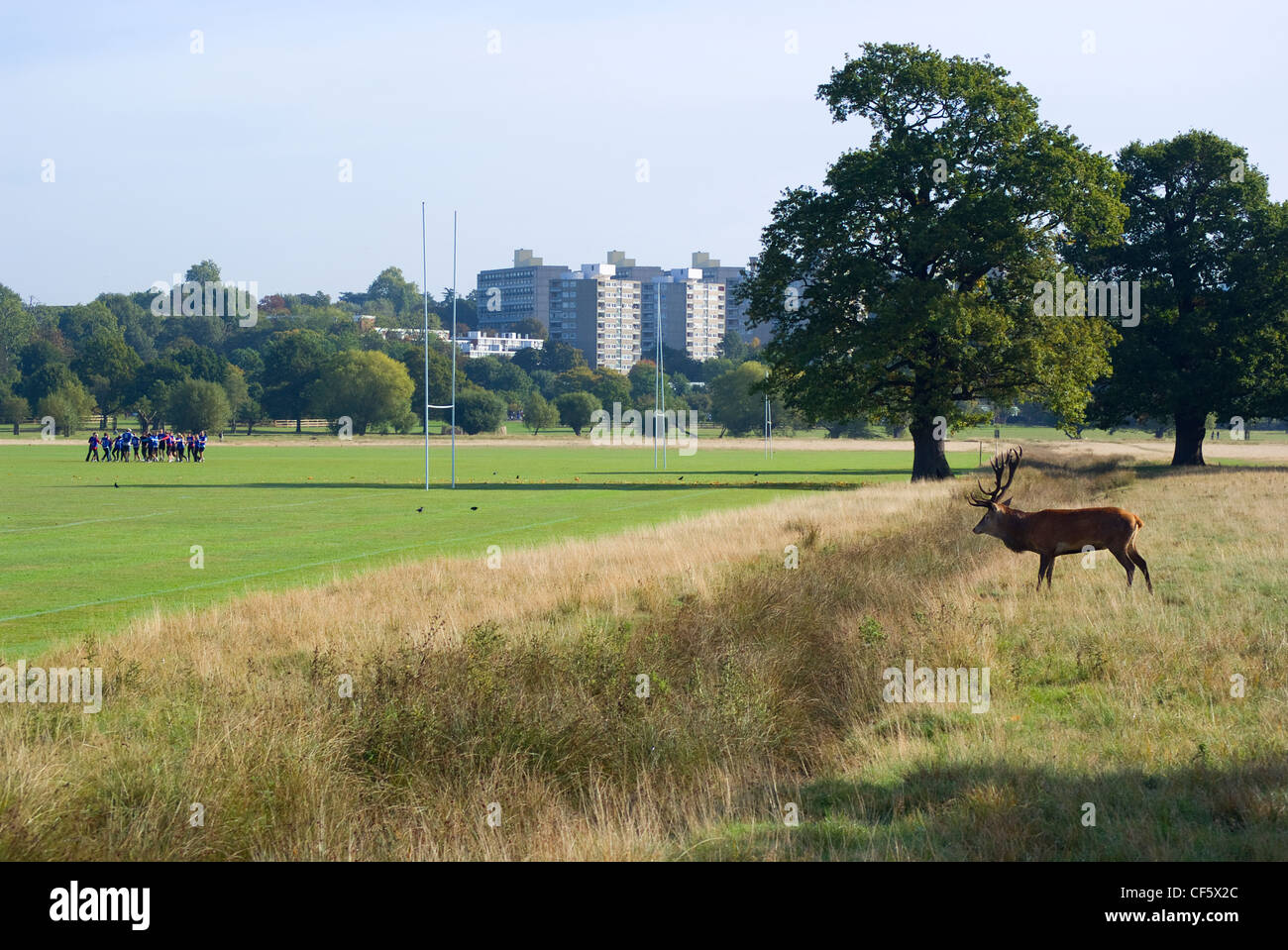 Ein Rothirsch durch ein Rugby pitch in Richmond Park während der Brunftzeit im Herbst. Richmond Park ist der größte Royal Park in London Stockfoto