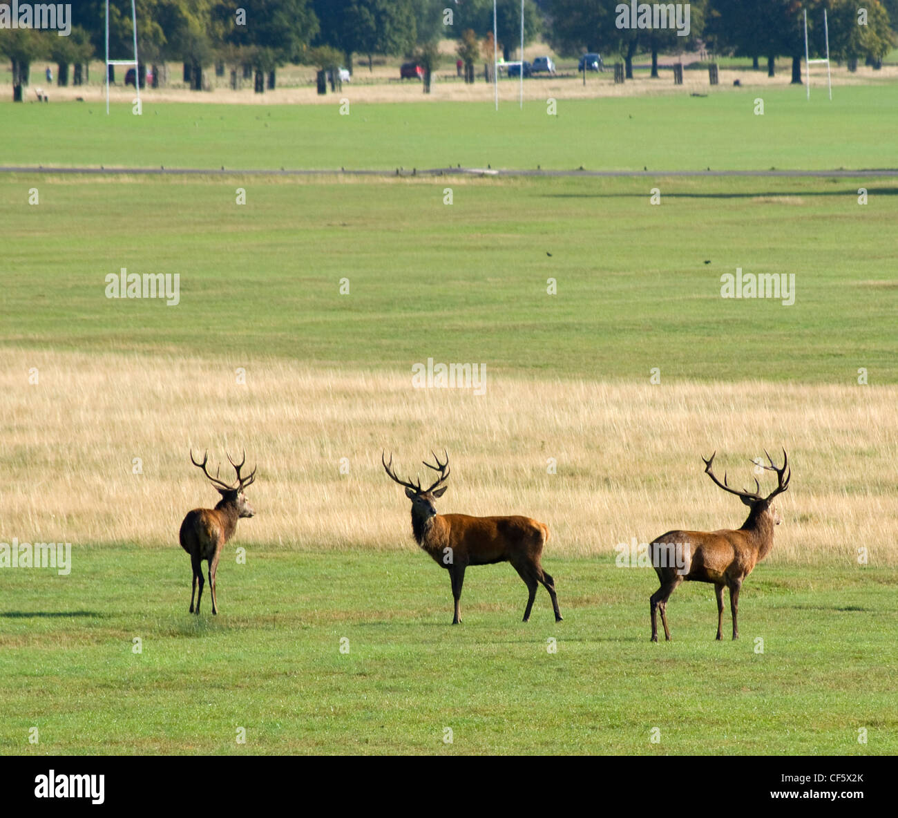 Rote Hirsche in Richmond Park im Herbst Saison Spurrinnen. Richmond Park ist der größte Royal Park in London und ist noch zu Hause Stockfoto