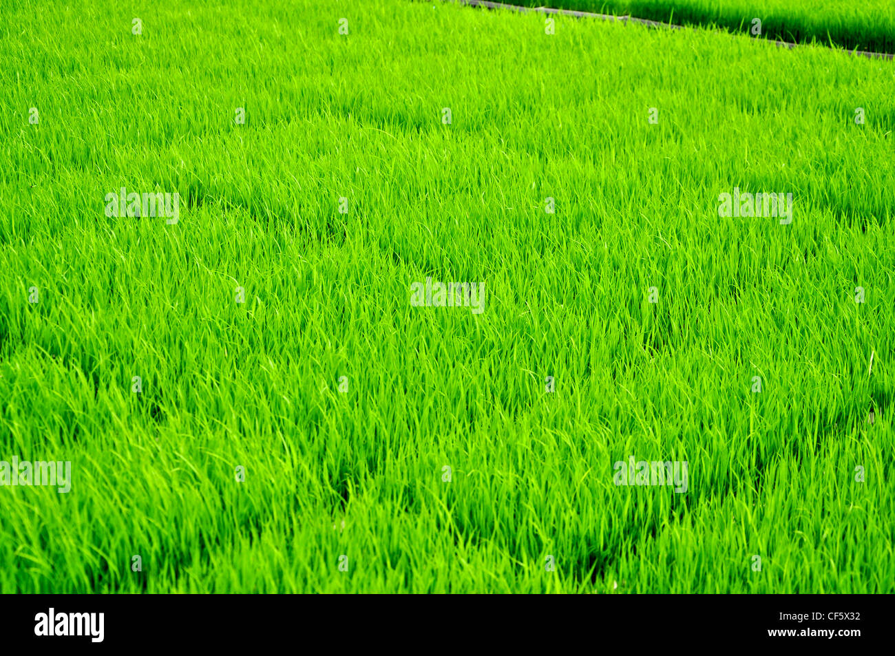 Junge Reis Pflanzen, bereit, auf einem Feld verpflanzt werden Stockfoto