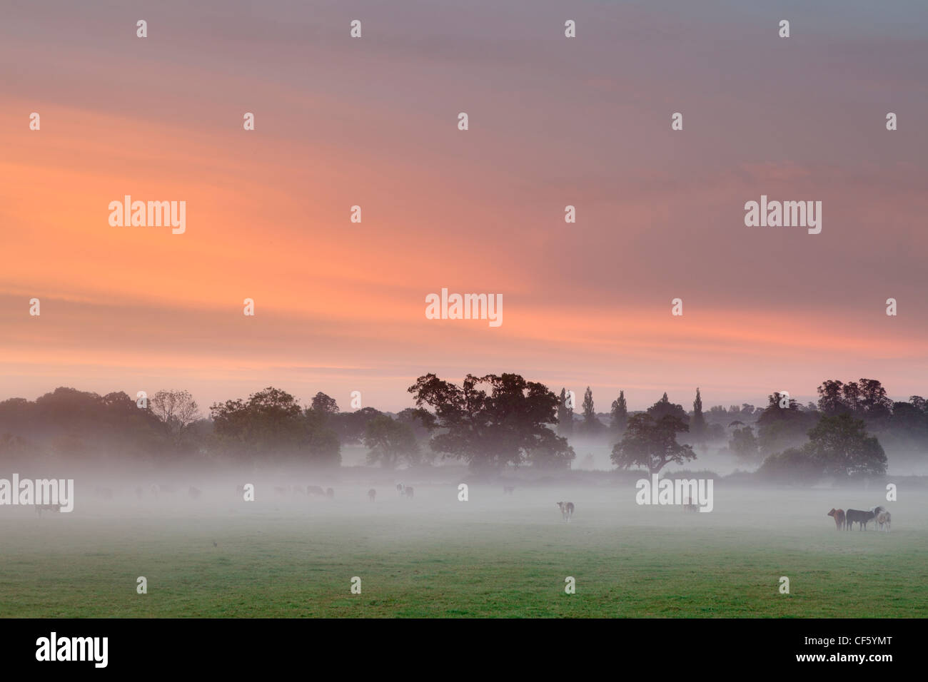 Grasende Kühe auf einem Feld bedeckt mit niedriger liegenden Nebel bei Sonnenaufgang. Stockfoto