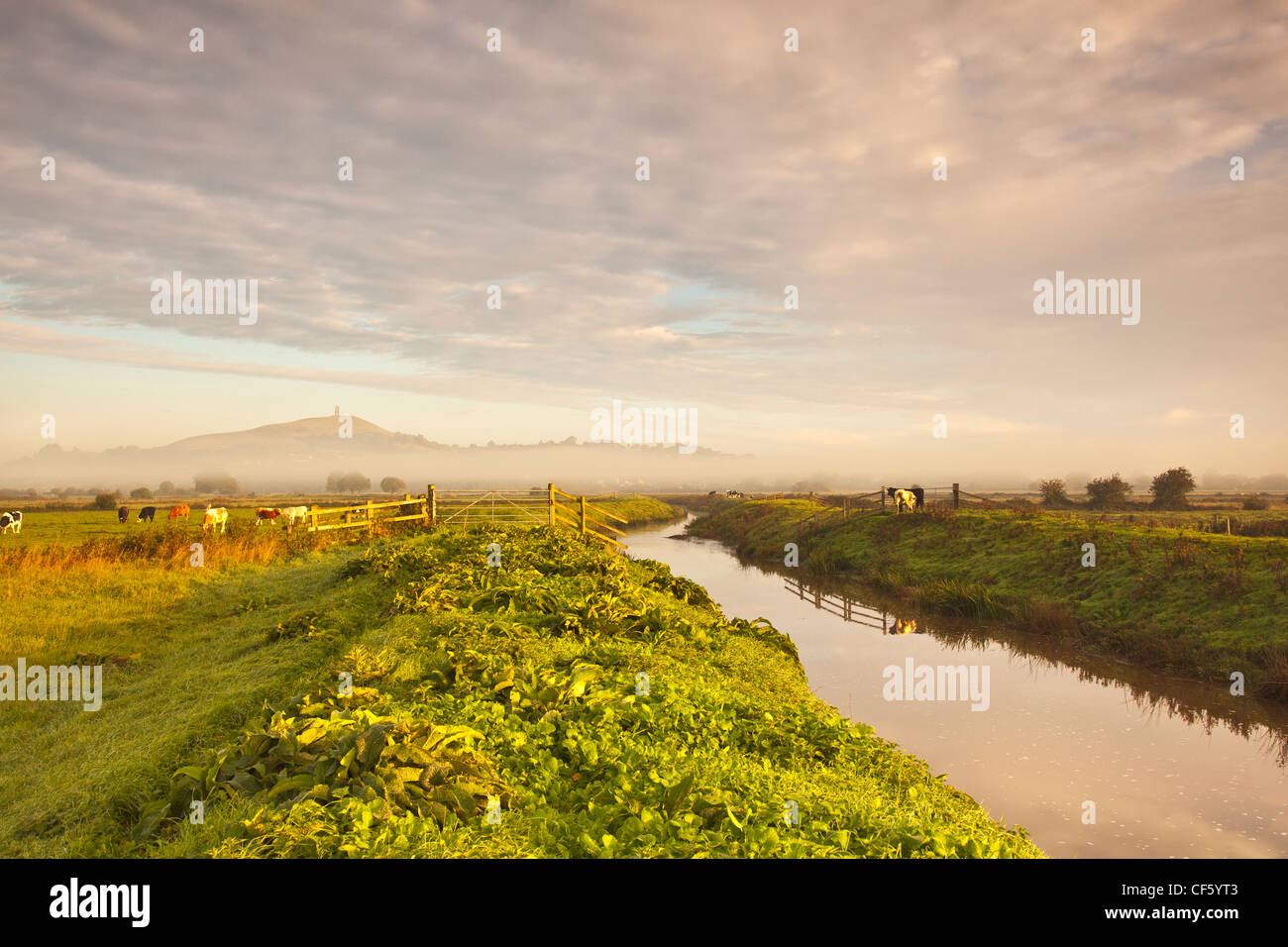 Vieh in Bereichen beiderseits des Flusses Brue mit Glastonbury Tor in der Ferne. Stockfoto