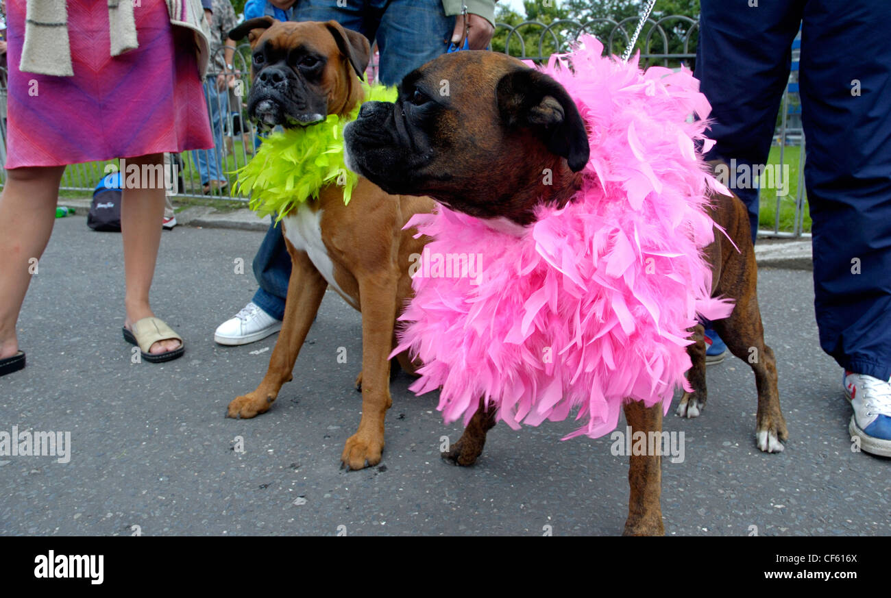 Zwei Hunde verkleidet für Brighton Pride beobachten die Parade vorbeigehen. Brighton Pride ist die riesige Gay-Pride-Veranstaltung, die der Südküste Stockfoto