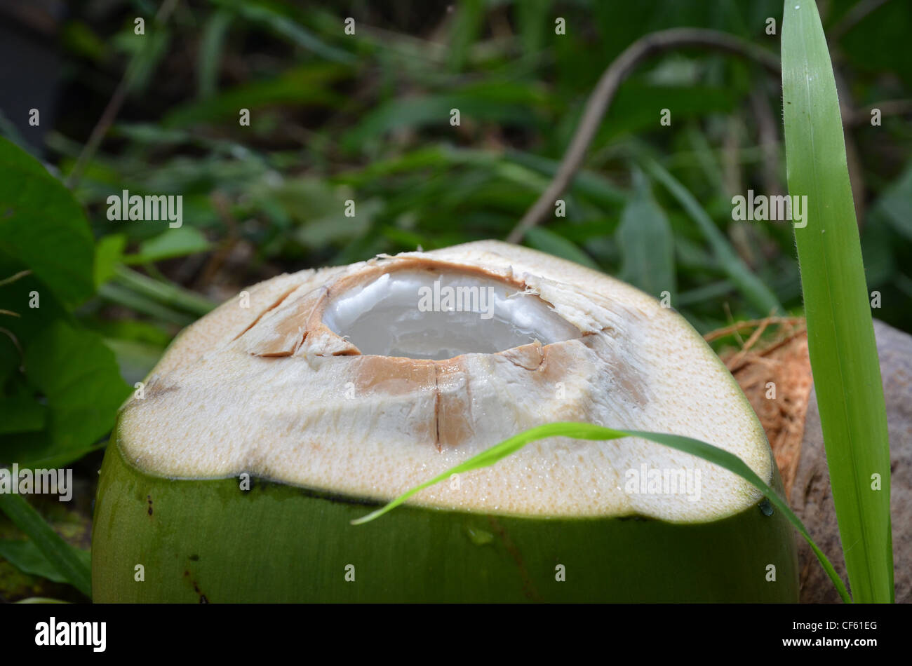 Oben auf einer frischen Kokosnuss, bereit für Verbrauch Stockfoto