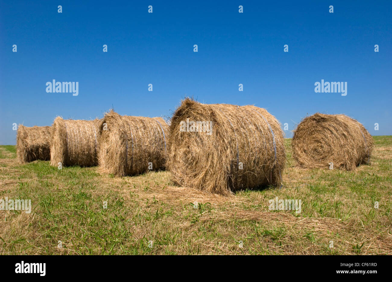 Ballen in einem Feld zwischen Eastbourne und Beachy Head. Stockfoto