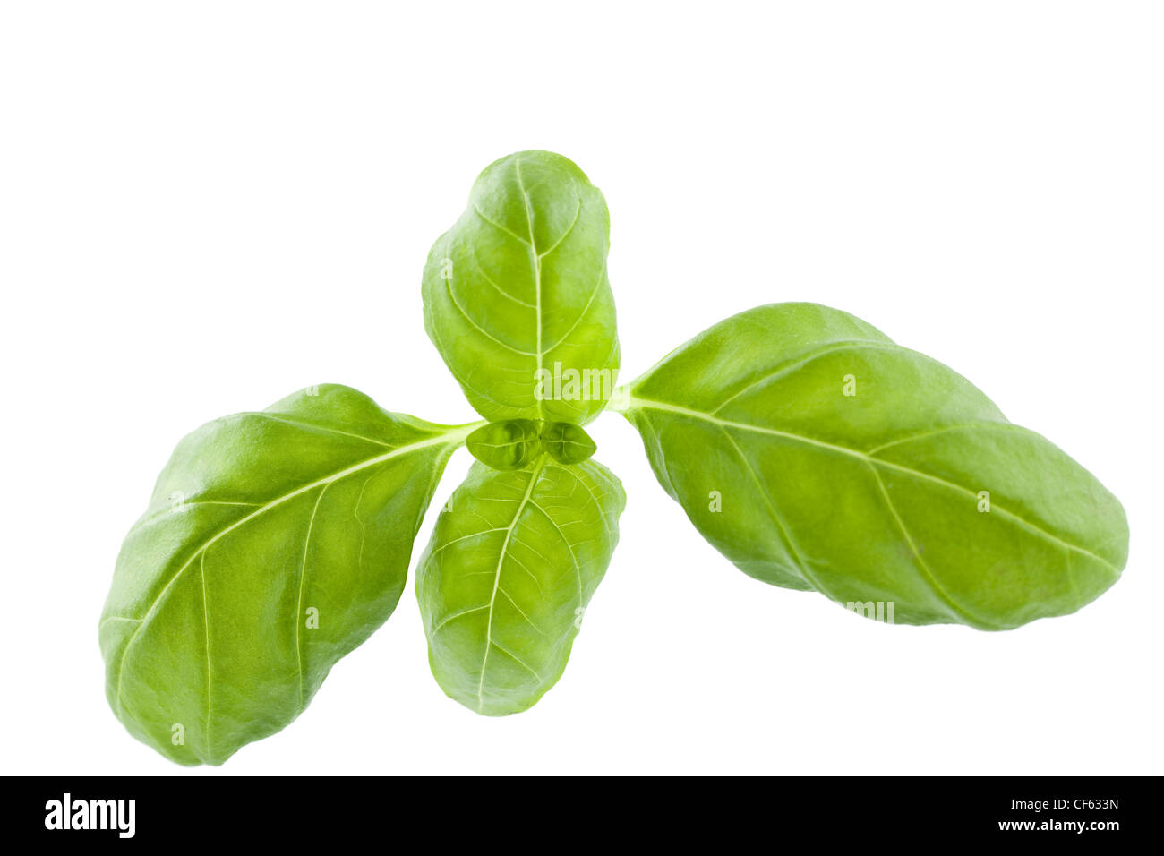 große, frische Blätter Basilikum auf weißem Hintergrund Stockfoto