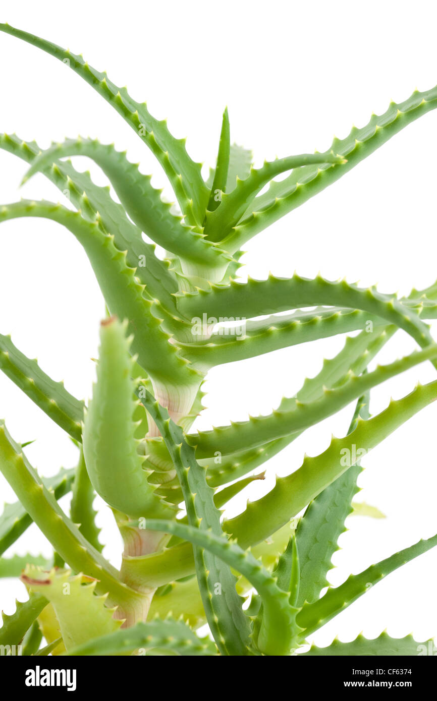 grüne Pflanze Aloe auf weißem Hintergrund Stockfoto