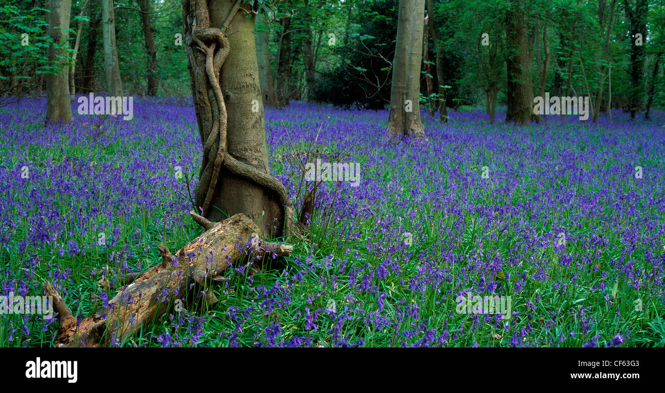Wald mit Glockenblumen oder Hyacinthoides non-Scripta im Frühjahr mit Teppichboden ausgelegt. Stockfoto