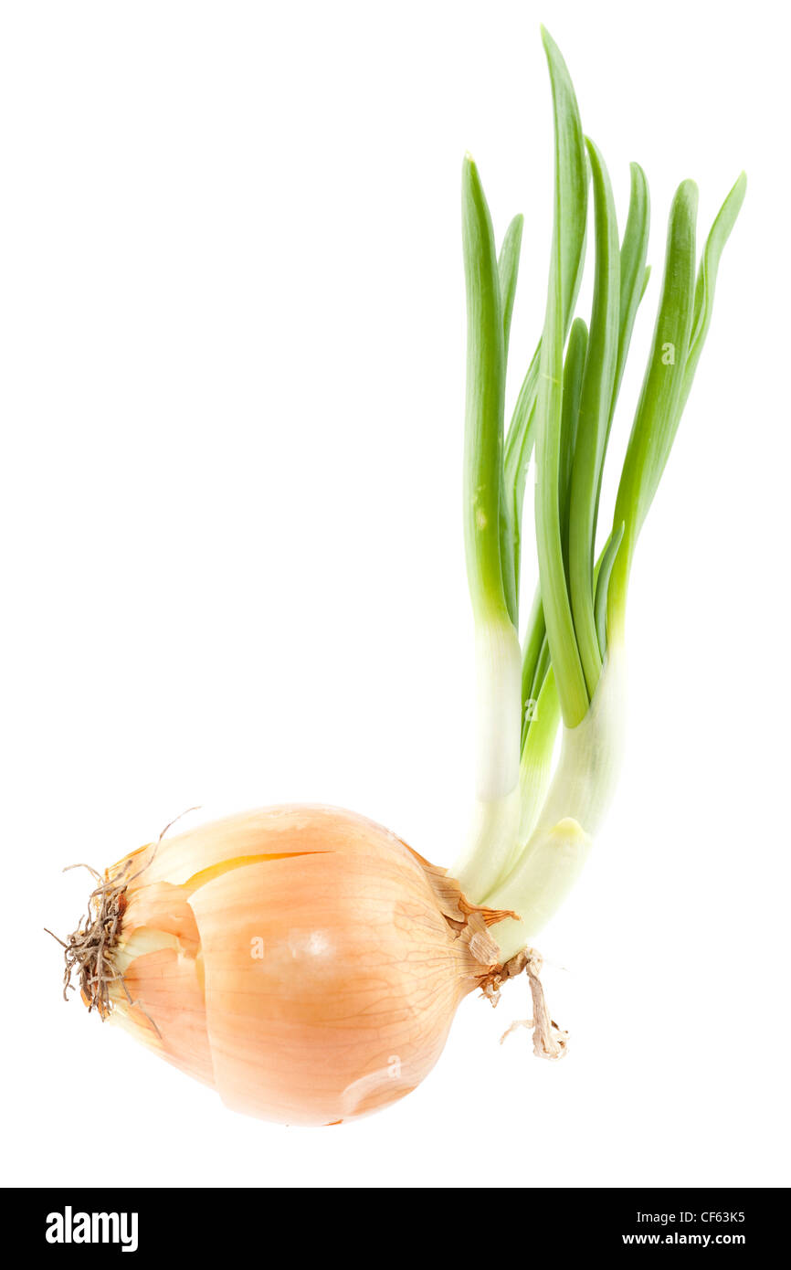 Schnittlauch wachsen mit Zwiebeln auf weißem Hintergrund Stockfoto