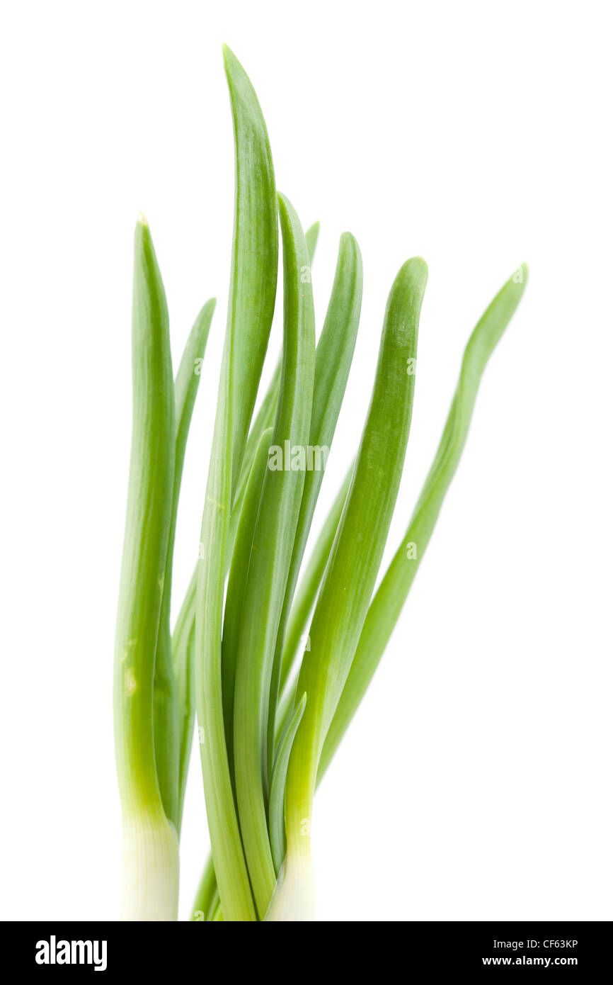 Grün, frischer Schnittlauch Makro auf weißem Hintergrund Stockfoto