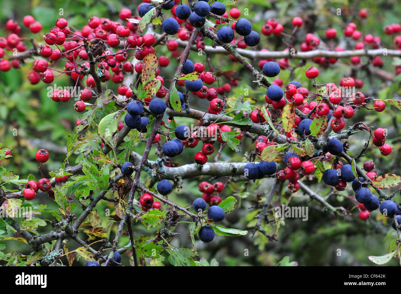 Die Hecke-Ernte mit Schlehen und Weißdorn-Beeren-UK Stockfoto