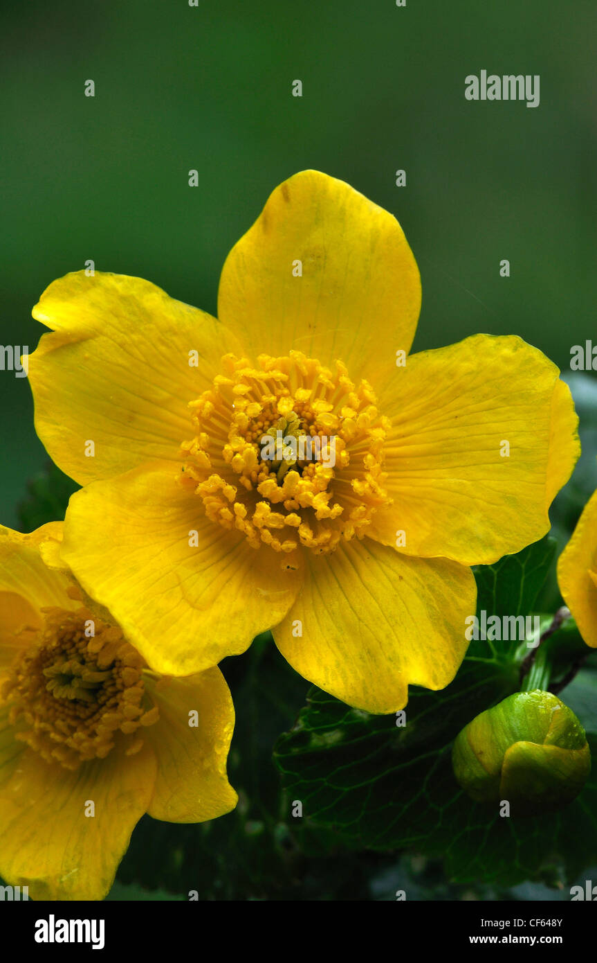 Die helle gelbe Blume eines Marsh Marigold oder Sumpfdotterblumen im Frühjahr UK Stockfoto