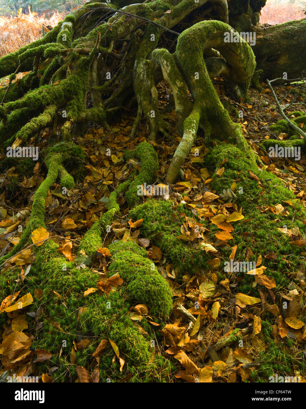 Verworrenen Moos bedeckt Baumwurzeln in Mark Eschenholz gefertigt. Stockfoto