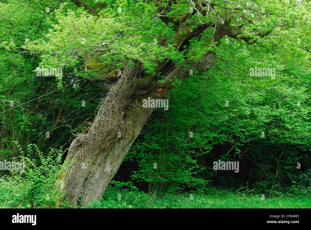 Der Heilmittel-Baum in Dorset UK Stockfoto