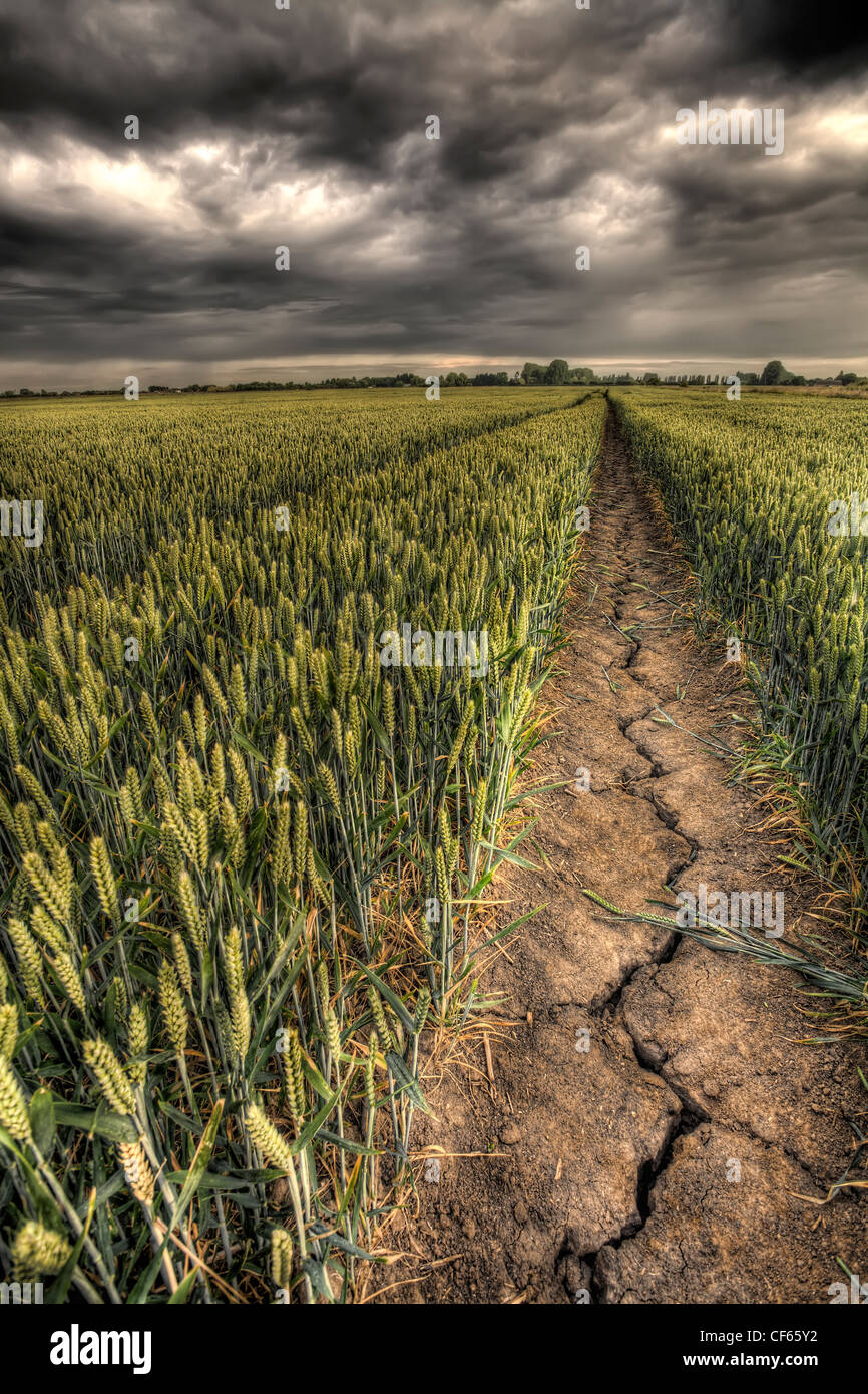 Dunkle Wolken über eine Dürre heimgesuchten Weizenfeld. Stockfoto