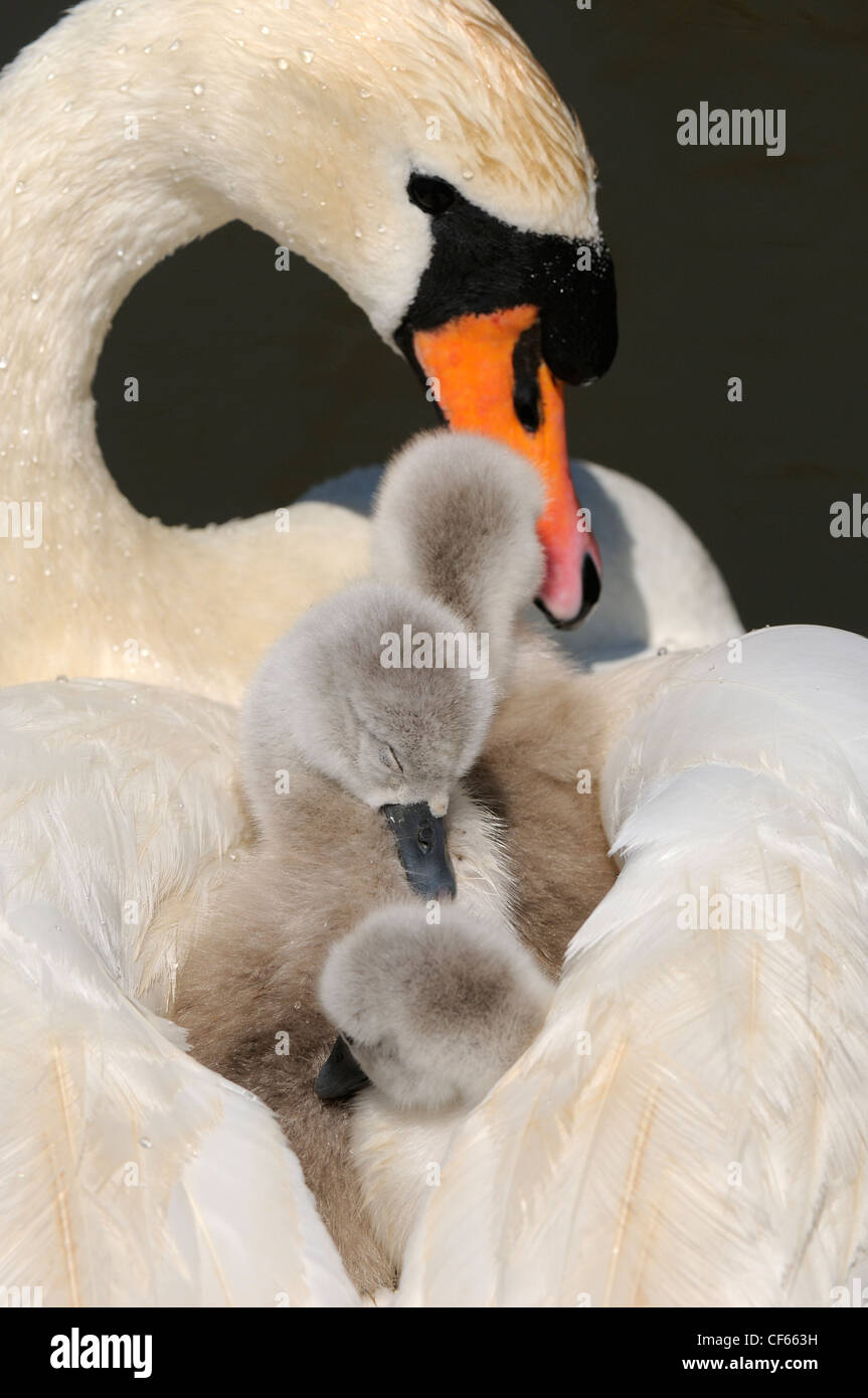 Schwan (Cygnus Olor) Cygnets auf Mutter zurück in Abbotsbury Swannery stumm. Stockfoto