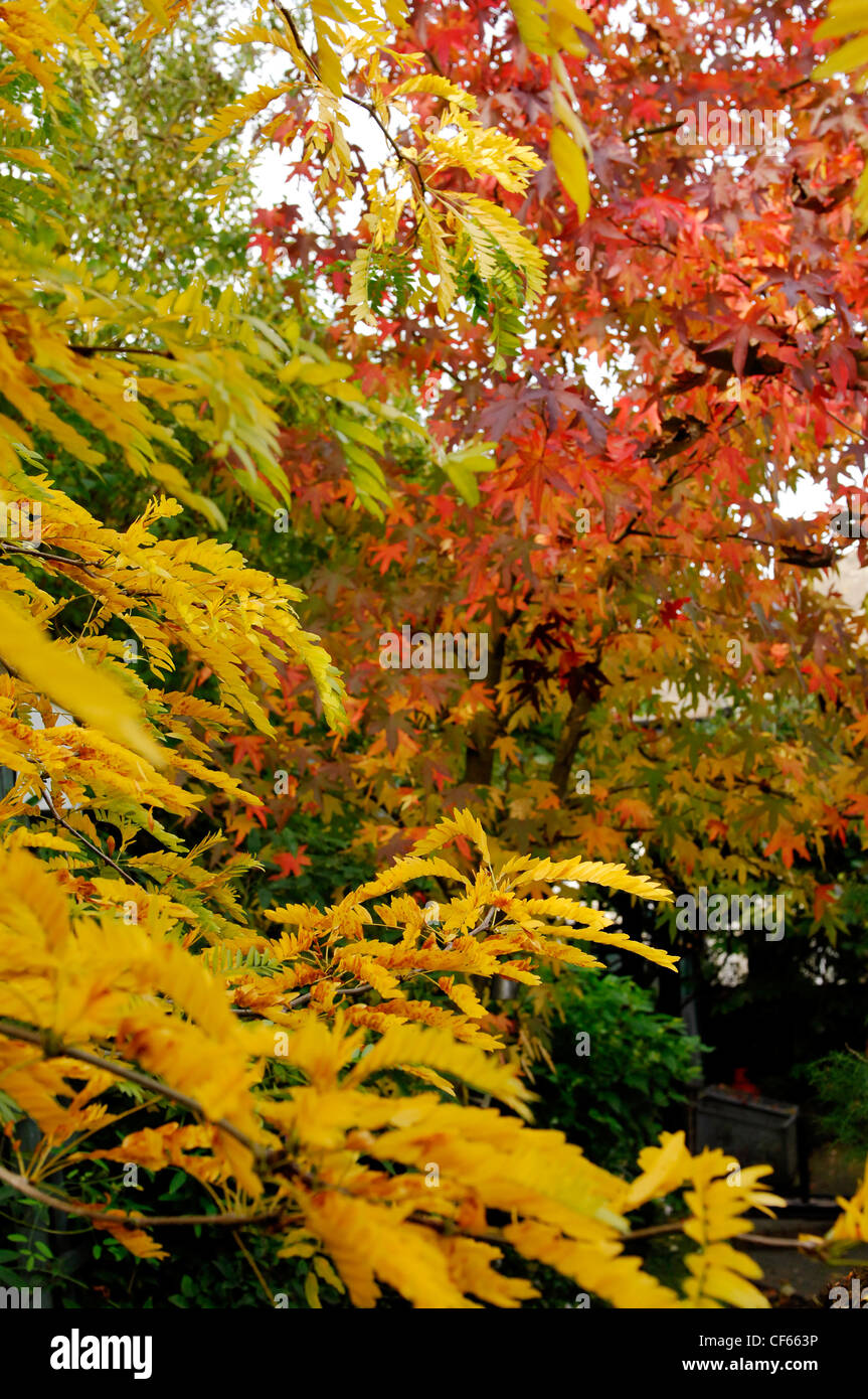 Natur Pfad John Vale und Barbara Gilberts Garten in Epping A Blick auf die roten und gelben herbstliche Blätter Liquidambar Stockfoto