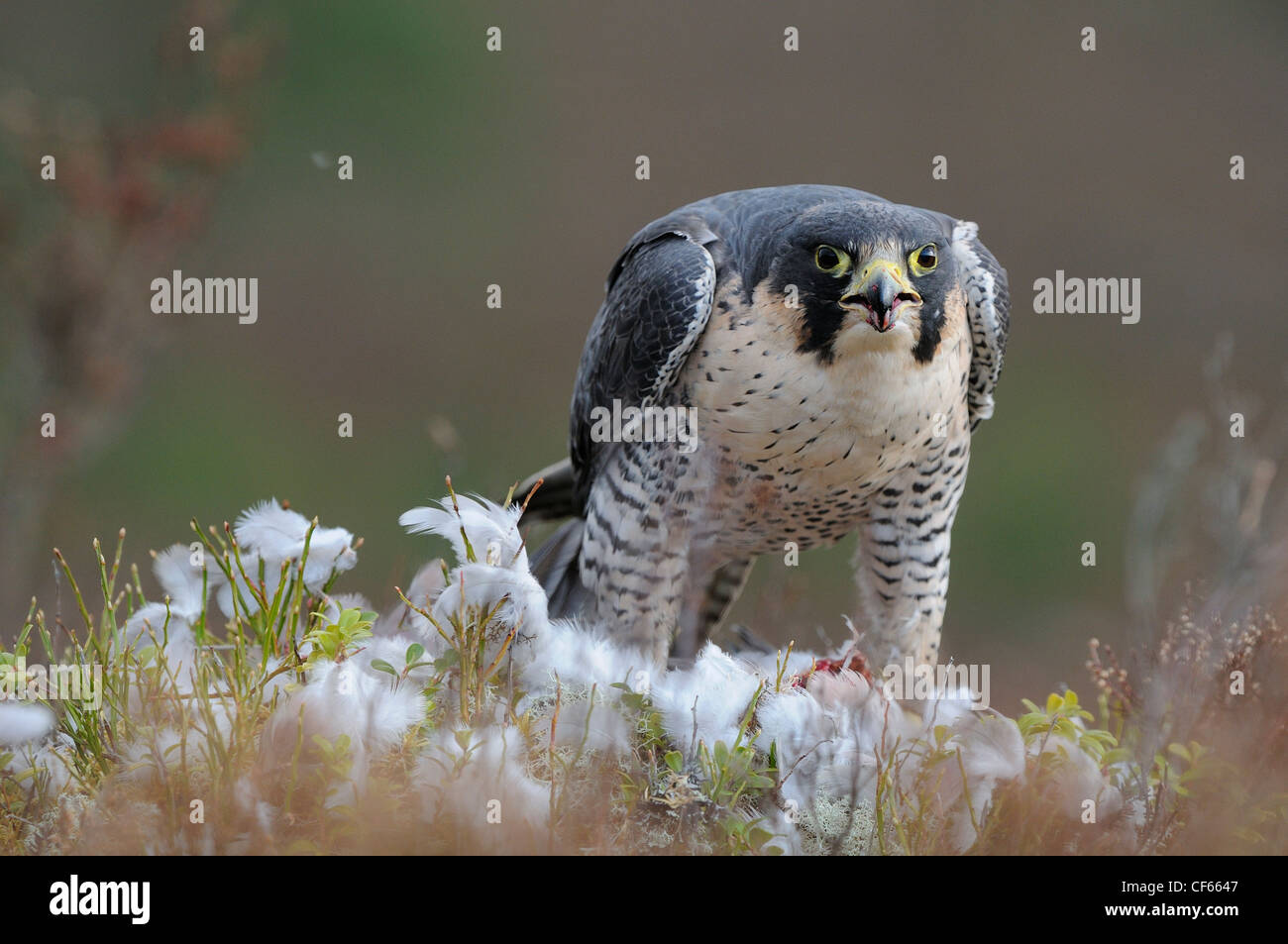 Ein Wanderfalke (Falco Peregrinus) Fütterung auf eine Taube. Stockfoto