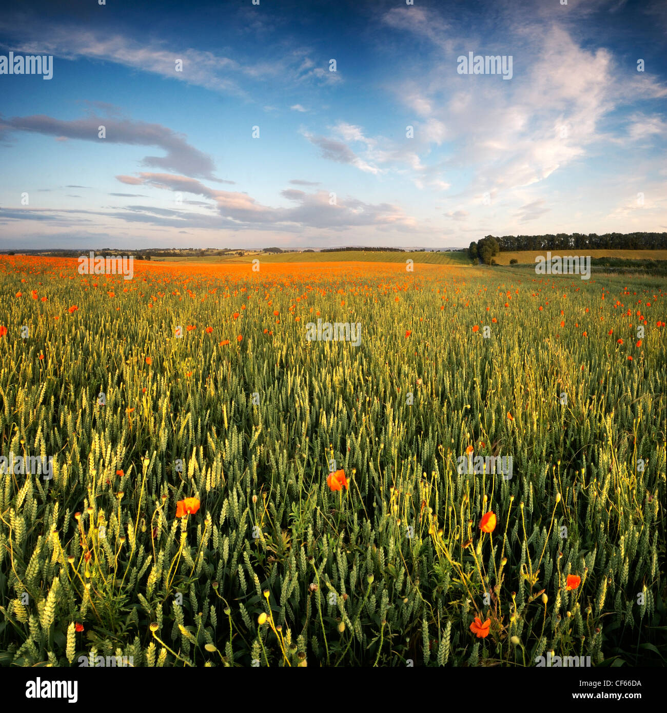 Ein Blick über ein Mohnfeld in Northumberland. Stockfoto