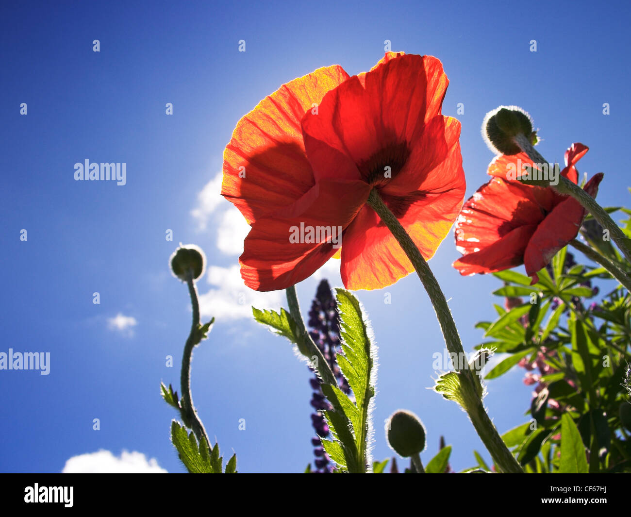 Detail der Mohn in Lerwick auf den Shetland. Stockfoto