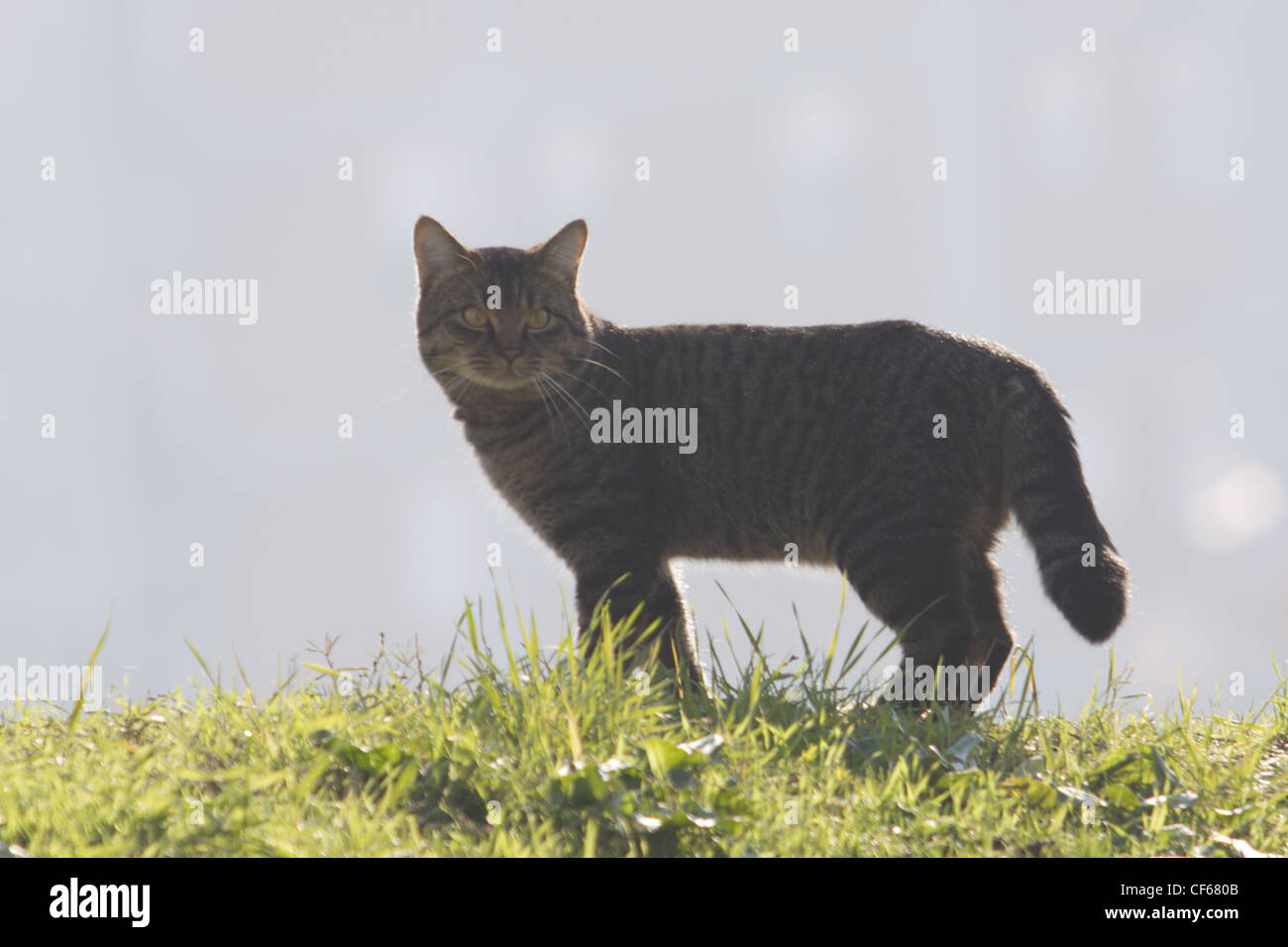 Tier im wilden Leben Stockfoto